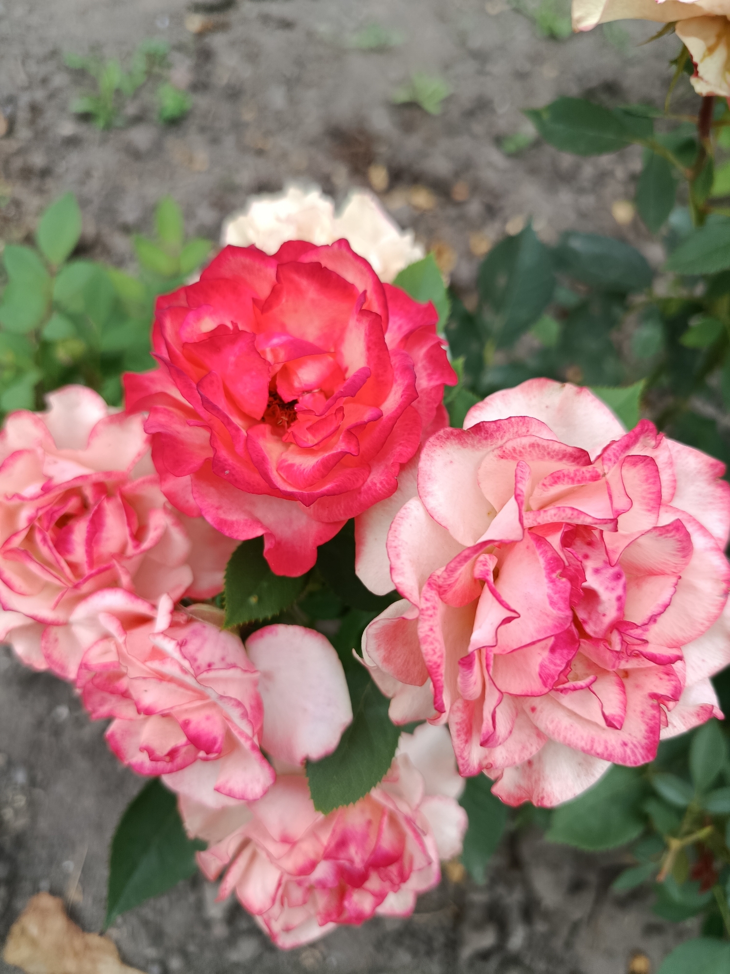 A close-up, overhead shot captures a cluster of pink and red roses in bloom. The roses exhibit layered petals with variations in color, ranging from soft pink to a deeper, vibrant pink and red at the edges. Some roses are fully open, revealing intricate petal formations, while others appear to be in earlier stages of blooming. Green leaves provide a backdrop to the flowers. The ground beneath is a textured gray surface, possibly concrete or dirt with small pebbles and scattered dry leaves. The scene is set outdoors, likely in a garden or park, and is not specific to Saratov, Russia. There are no people or actions depicted in the image.