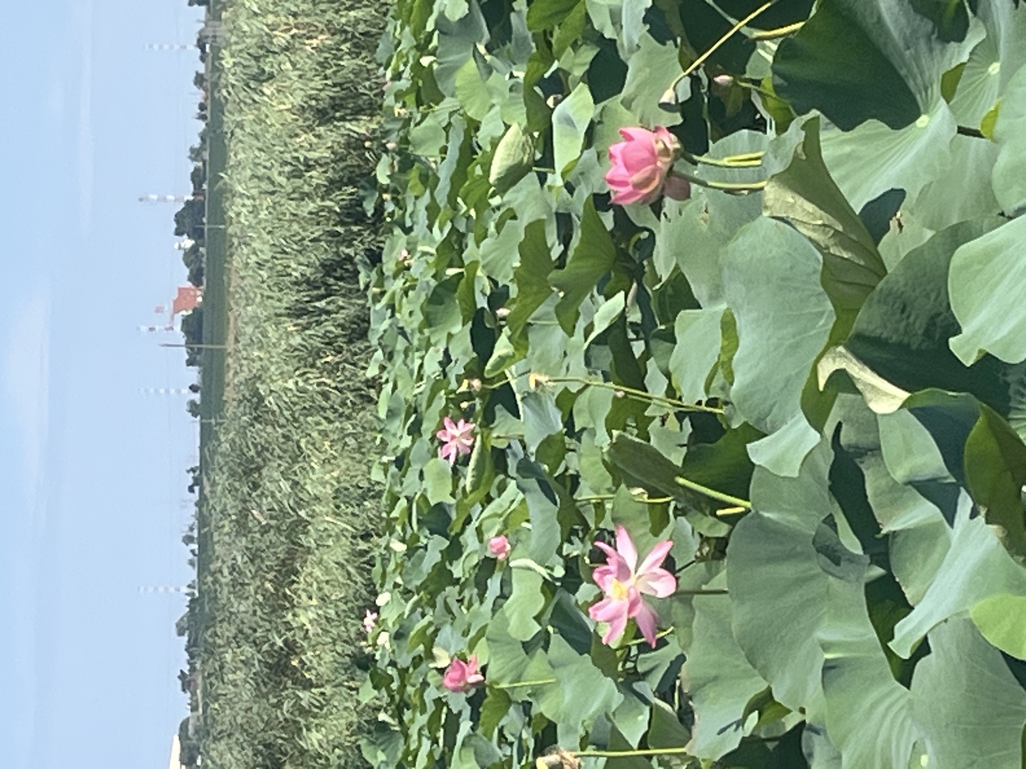 This image depicts a lotus pond in Golubitskaya, Russia, under a clear blue sky. The foreground is dominated by large, green lily pads and several pink lotus flowers in various stages of bloom. In the mid-ground, a dense field of green reeds or tall grass stretches across the scene. The background features distant industrial structures with red and white striped towers, along with trees and a hazy horizon. There are no people or animals visible in the image. The overall impression is one of natural beauty juxtaposed with industrial elements.