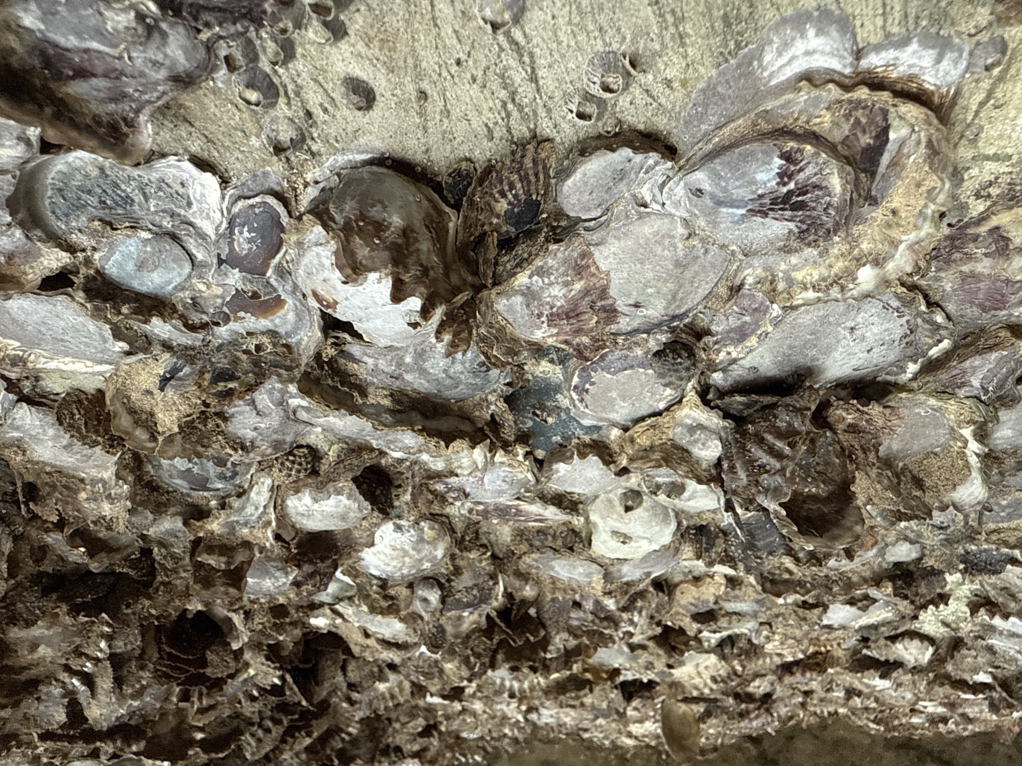 The image depicts a close-up, textured view of what appears to be a cluster of oyster shells or similar marine calcifications adhering to a rough, sandy-colored surface. The shells vary in size and shape, with some displaying iridescent purplish-brown interior surfaces and others exhibiting a weathered, gray exterior. The overall impression is one of natural accumulation and the passage of time, typical of a coastal environment. This scene is consistent with the natural rock formations and marine life found along the coastline of Kuta Selatan, Indonesia, which is known for its beaches and rocky shores where such growths are common. No people or specific actions are visible; the focus is solely on the detailed texture and composition of the shells and the surface they are attached to.