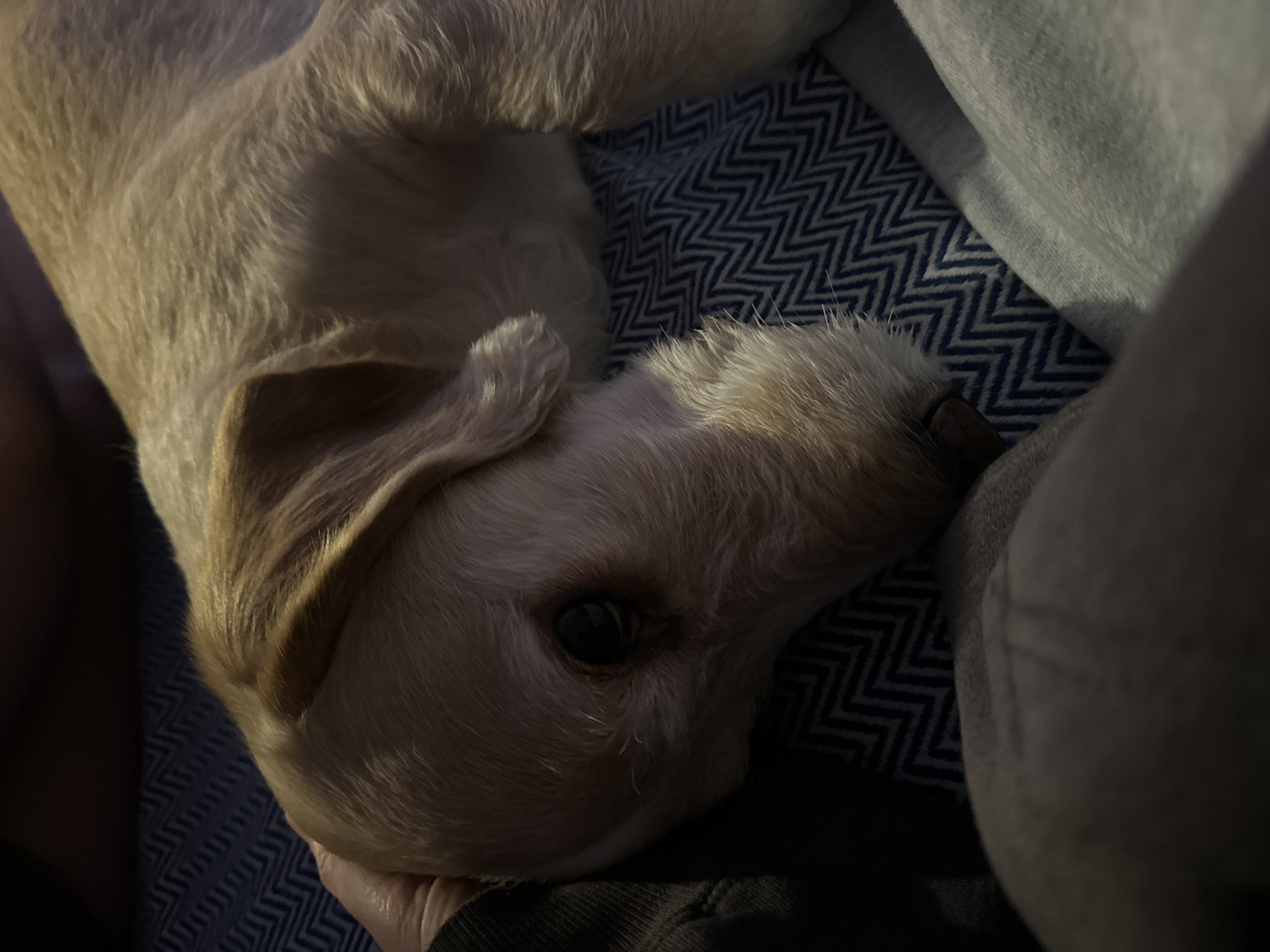 A tan dog is lying down on a blue and white chevron patterned surface. The dog's head is turned towards the camera with one eye visible. The dog appears to be resting on a hand. A gray cushion is also visible in the background. The image does not contain any information that would allow me to determine a location, including Krasnoyarsk, Russia.