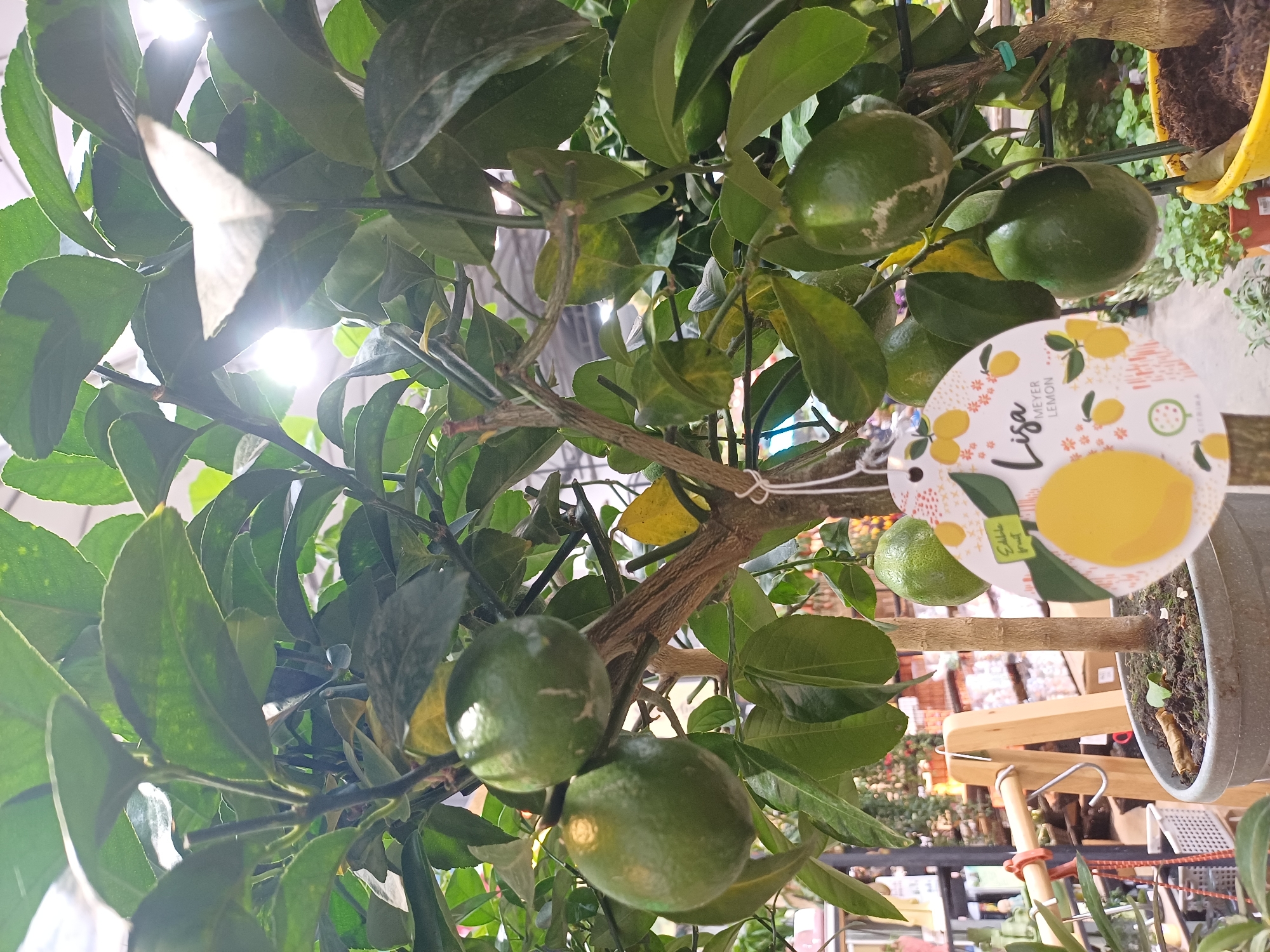 A close-up, vertical, indoor shot features a potted Meyer lemon tree with several green lemons and lush green leaves. The tree is illuminated by overhead lighting, which creates bright highlights and some lens flare. A circular tag hangs from the tree, displaying the brand name "Lisa" and the text "MEYER LEMON" with illustrations of lemons and flowers. In the background, shelves stocked with various plants and gardening supplies are visible, suggesting the setting is a nursery or garden center. The overall lighting is bright, and the image has a shallow depth of field, with the foreground sharply in focus and the background slightly blurred. The image does not contain any people.