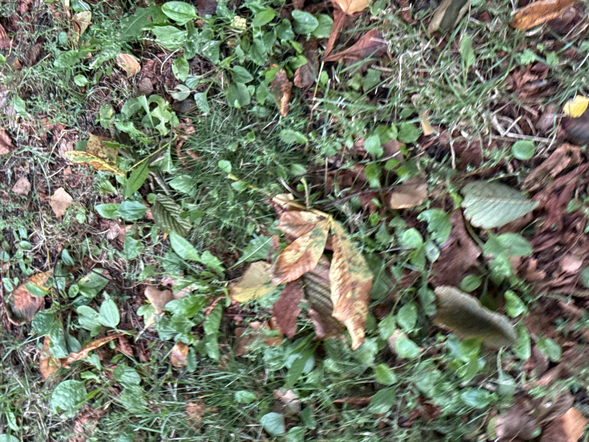 A close-up, ground-level, out-of-focus photograph captures a patch of grass and fallen leaves on the forest floor in Tallinn, Estonia. The scene is dominated by earthy tones of brown and rust from decaying leaves, interspersed with vibrant green blades of grass and broad, heart-shaped leaves of low-lying plants. Some leaves show signs of autumnal decay, with mottled patterns of yellow and brown. The overall impression is one of a natural, unmanicured outdoor environment, likely a park or woodland area within the city. No people or specific structures are visible.
