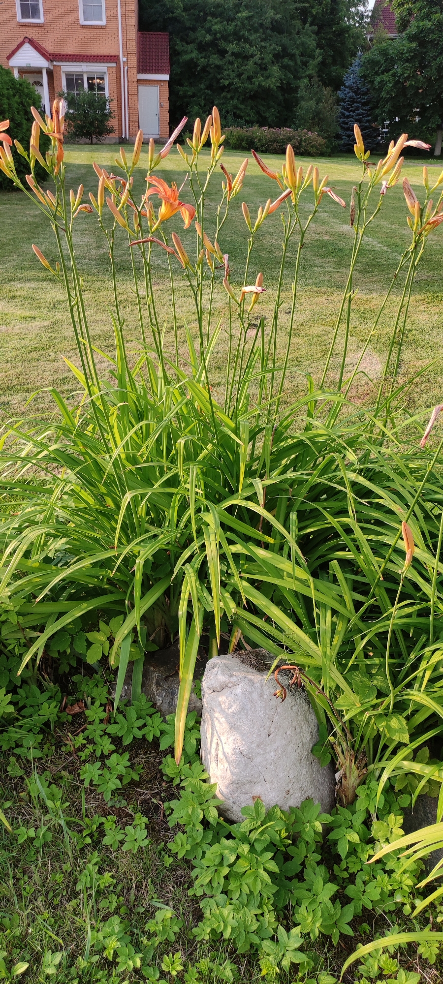 This image depicts a close-up view of a cluster of orange daylilies in bloom, situated in the foreground. The flowers are predominantly in bud or early bloom stages, with a few fully open. They are tall and slender, with long, thin green leaves. The daylilies are planted in front of a large, light-colored, rough-textured rock. Behind the flowers, a green lawn stretches towards a building in the background. This building appears to be a two-story structure with orange brick siding and a dark red, tiled roof. White framed windows and a white door are visible on the building. To the right of the building, dense green trees create a backdrop, with a dark blue evergreen tree standing out. The scene is set in the city of Rosinka, Russia. The lighting suggests it is either early morning or late afternoon, with the sun casting shadows. There are no people or animals visible in the image.