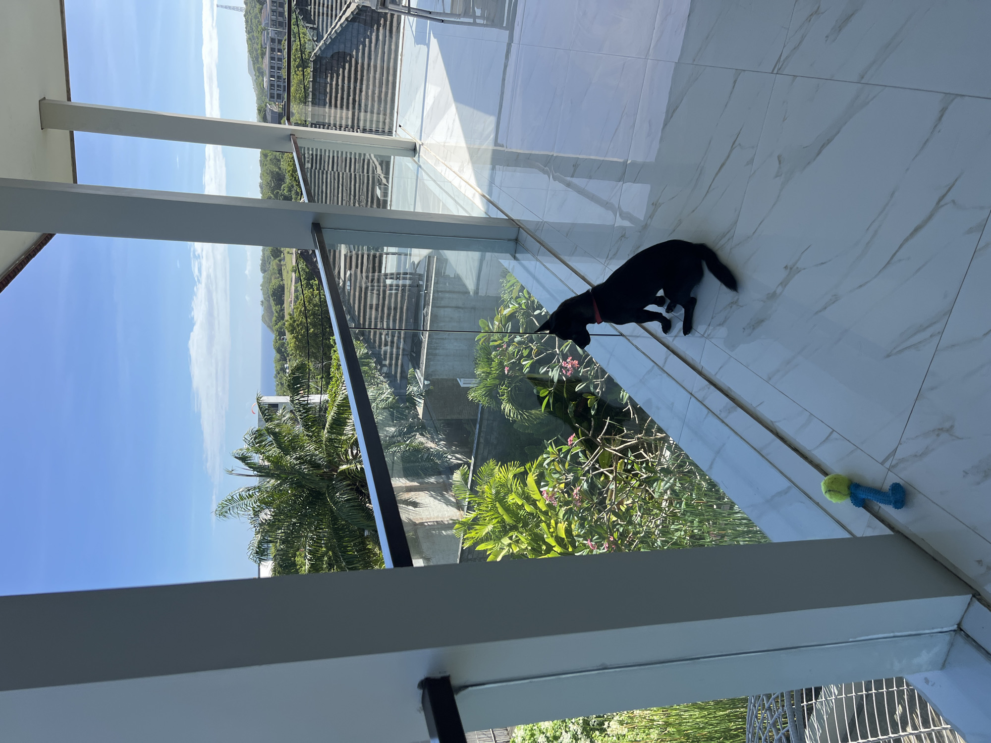 The image shows the interior of a balcony with white marble flooring and a glass barrier. A black dog wearing a red collar is present, positioned near the glass barrier. Outside the balcony, there is lush vegetation, including palm trees and flowering plants, and a building visible in the background. A dog toy consisting of a tennis ball attached to a blue handle sits on the floor by the barrier. The sky is blue with some clouds visible in the distance. The location appears to be a residential or hotel balcony with a view of a tropical landscape.