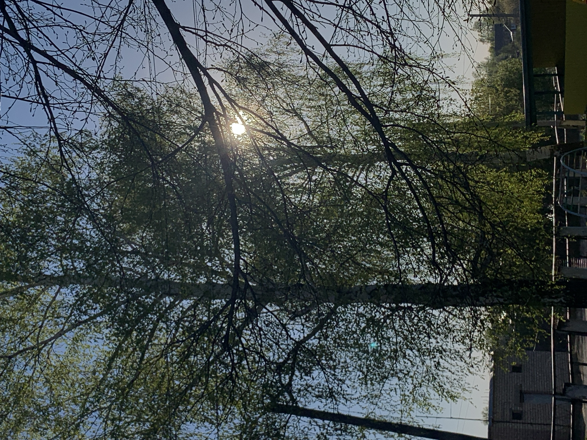 The image depicts a view looking upwards through the branches of a tree towards the sun. The branches obscure much of the sky, with the sun's glare creating a bright spot. Some buildings and a spiral staircase are visible in the background. Based on the prompt information, the location is Фоки, Russia.