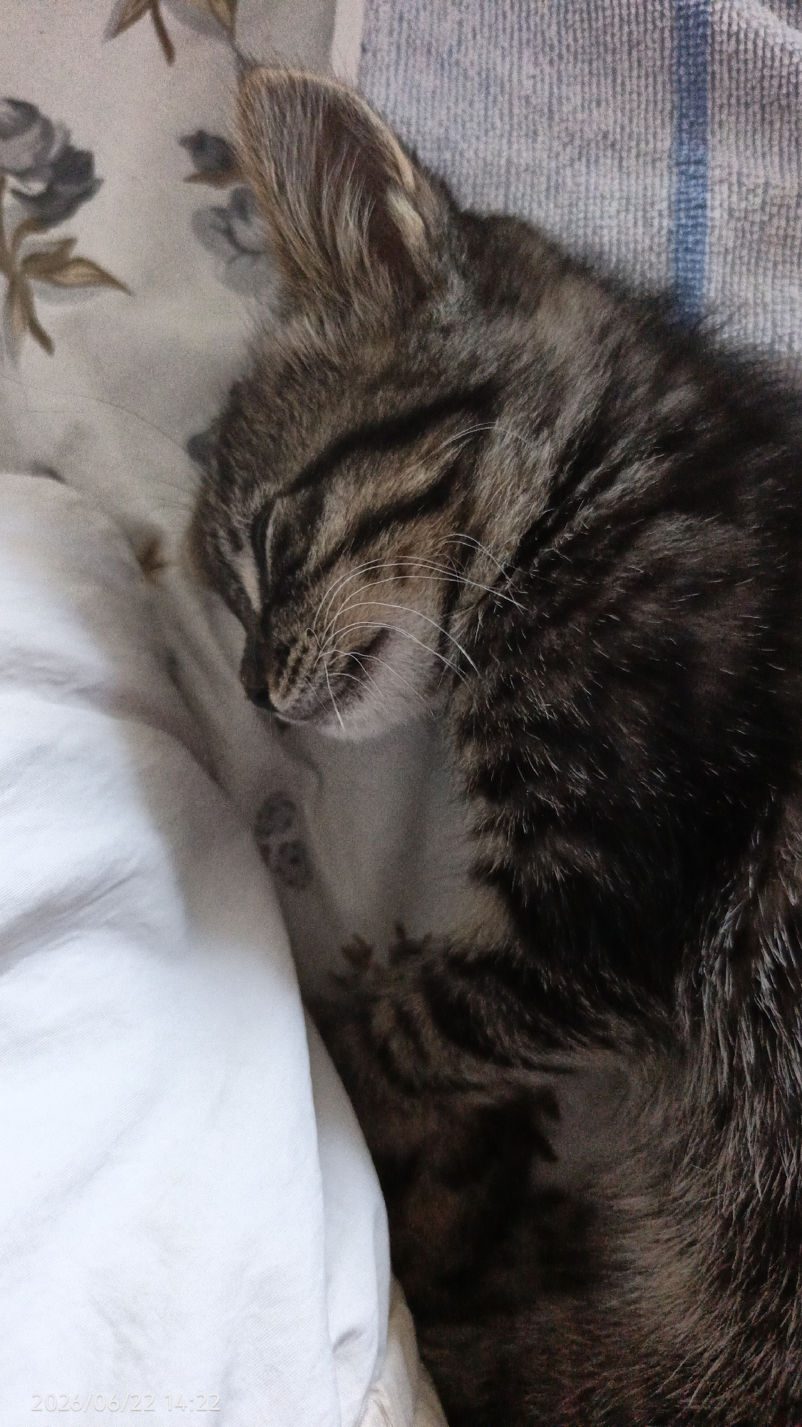A close-up shot shows a tabby kitten sleeping on a white blanket. The kitten's eyes are closed, and its mouth is slightly open. Its fur is a mix of brown, black, and gray. A floral patterned pillow is visible behind the kitten. A blue and white striped towel is draped over the kitten. The timestamp "2026/06/22 14:22" is visible in the bottom left corner of the image. The kitten is likely located in Ust-Dzheguta, Russia, based on the timestamp.
