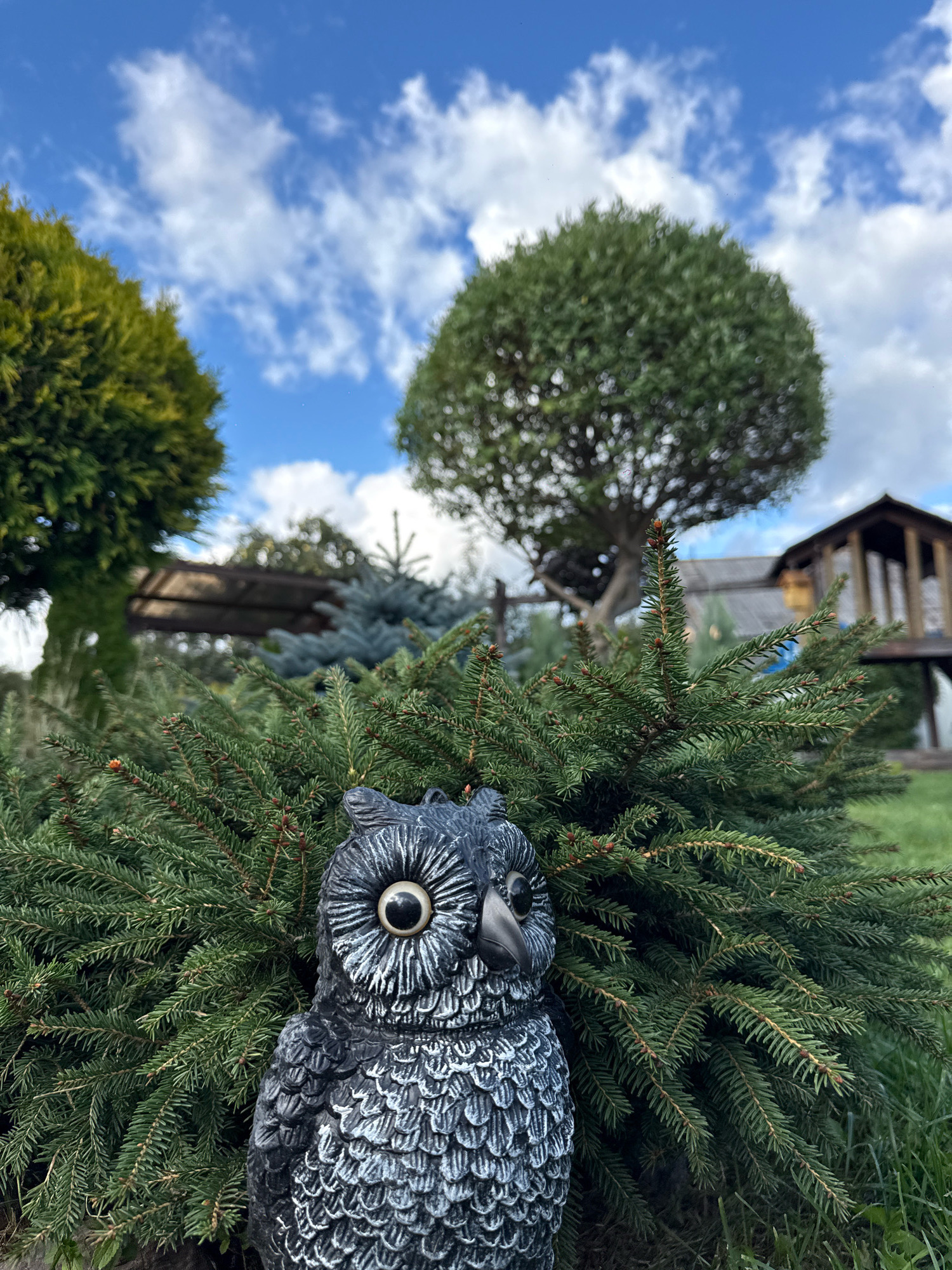 A statue of a gray owl stands in front of a dense green coniferous bush. In the background, there are several trees, a wooden structure, and a blue sky with white clouds. The image appears to have been taken outdoors, possibly in a garden or park setting, given the presence of grass and manicured trees. The perspective is low, emphasizing the owl statue and the bush. There are no people or animals visible in the image. The location is Slawharad, Belarus.
