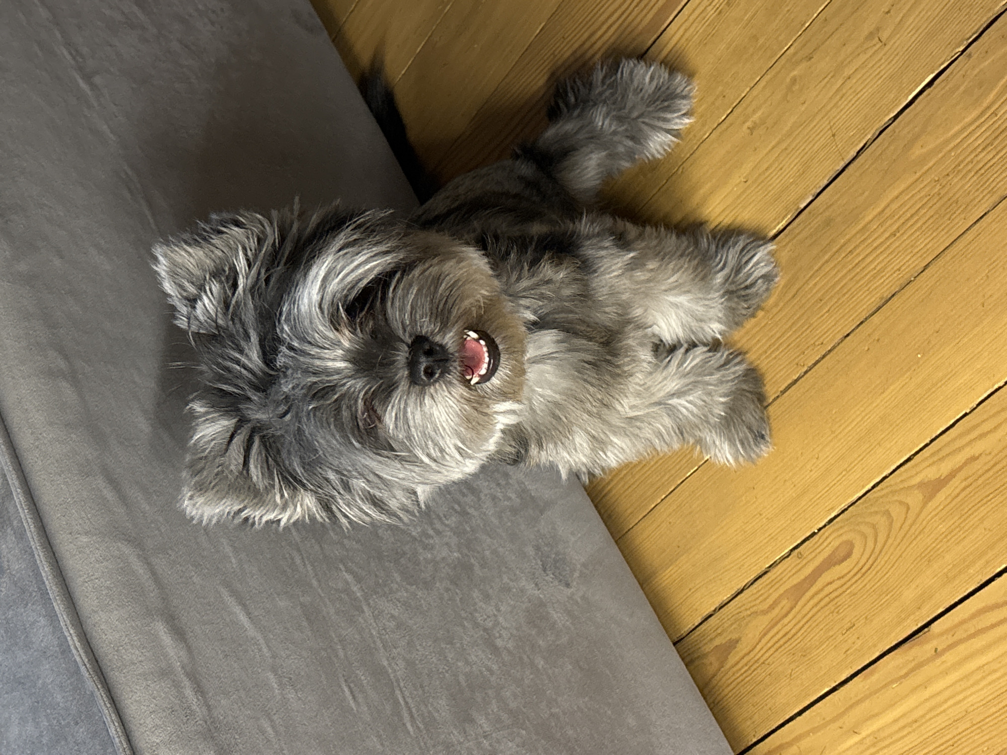 A gray, long-haired dog with an open mouth lies on its back with its head on a gray couch and its body on a wooden floor. The image was taken in Chaikovsky, Russia.