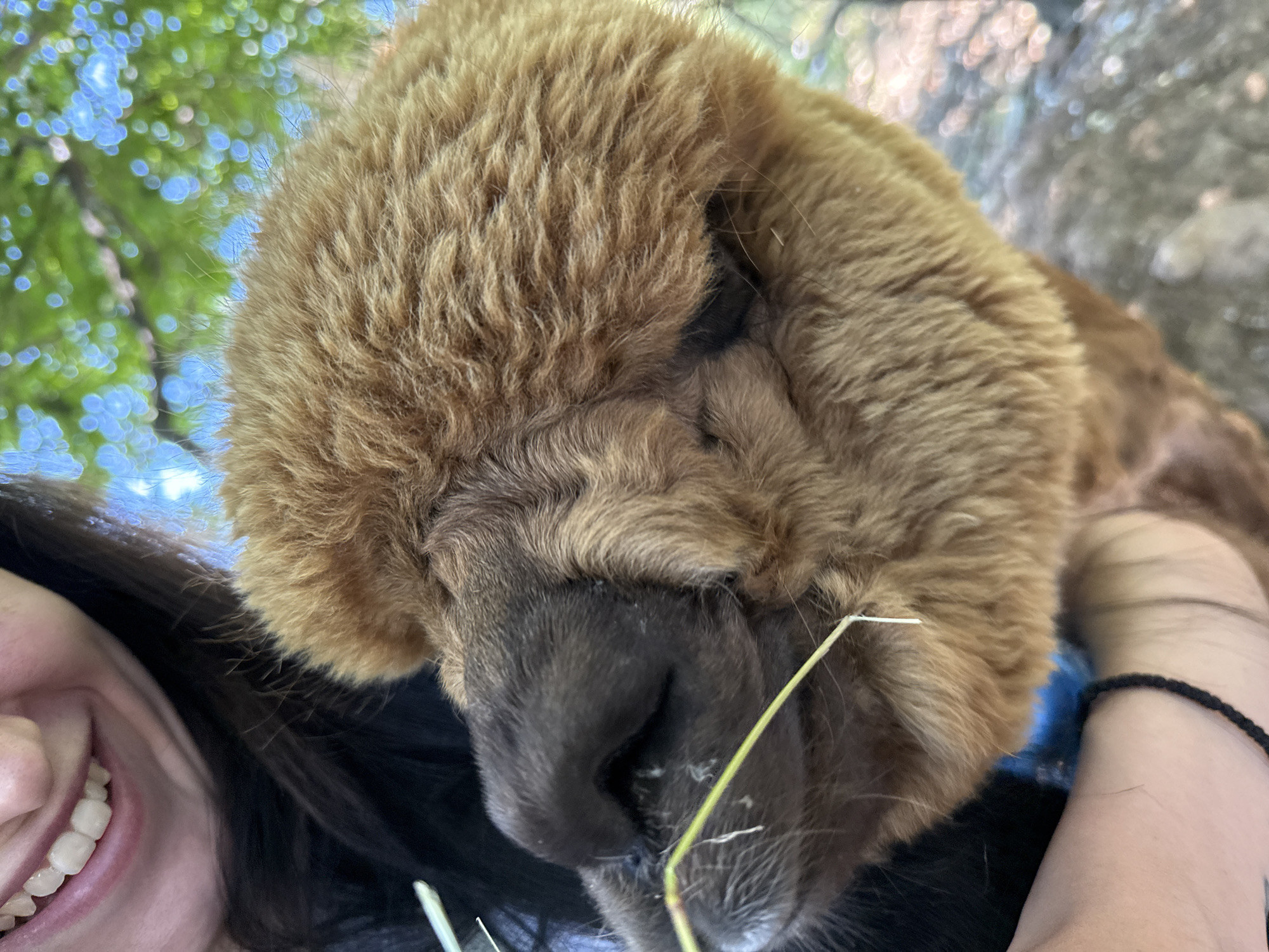 A close-up, ground-level shot shows a person holding a tan-colored alpaca's face. The alpaca's nose, mouth, and part of its head are visible, covered in soft, fluffy fur. A few strands of hay are caught near the alpaca's nose, suggesting it may be eating. The person's mouth and teeth are visible in the upper left corner, smiling. The background is blurred, showing green leaves and blue sky, indicating an outdoor setting with trees. The photo was taken in Malo Buchino, Bulgaria.