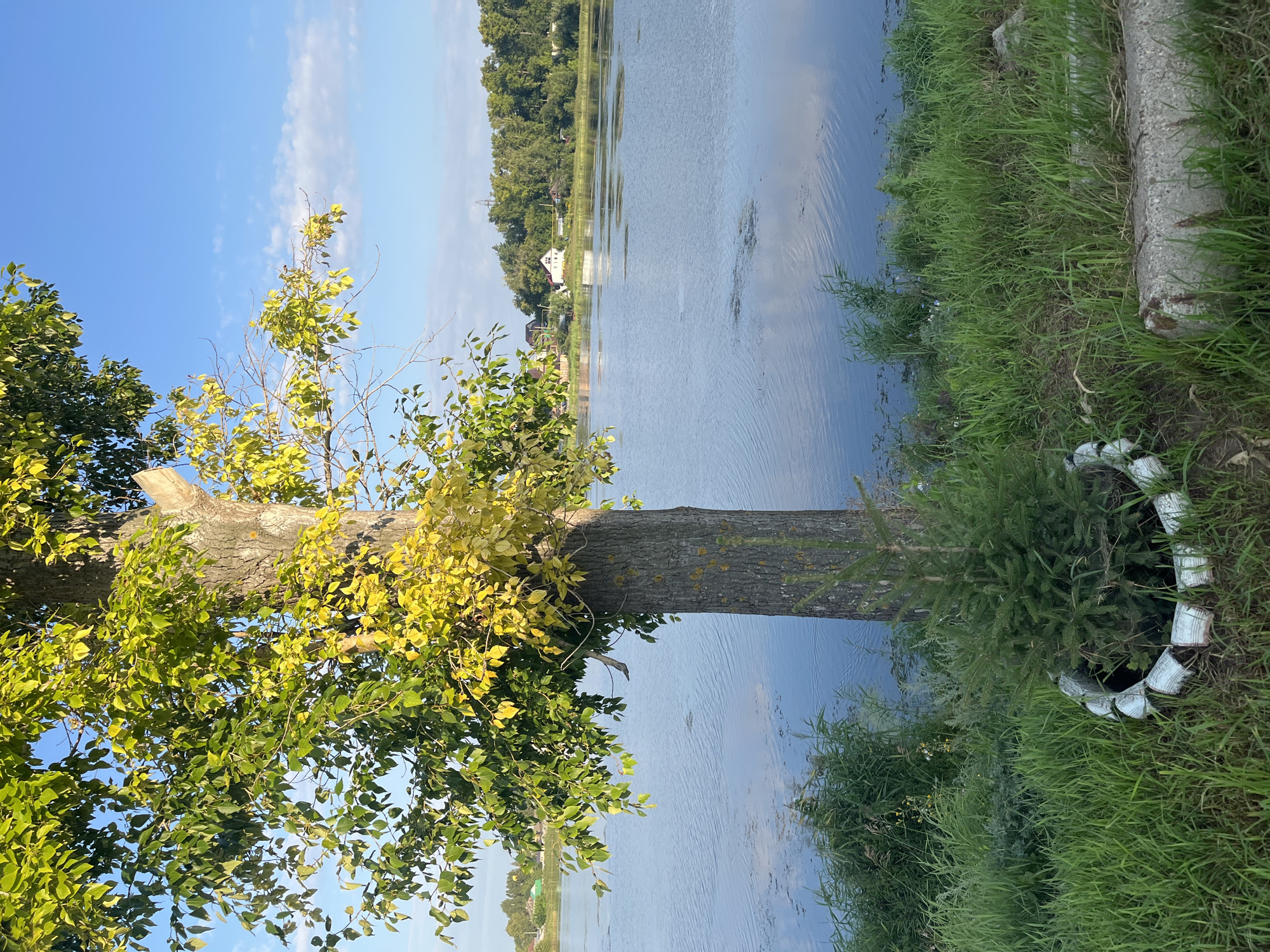 A full vertical shot shows a large tree with lush green and yellowing leaves on the left, its trunk taking up a significant portion of the frame. The tree stands on the grassy bank of a calm blue body of water. In the foreground, a small, young fir tree is planted in a circular border made of white-painted tire sections. Beyond the water, a dense line of green trees forms the horizon, with a few houses visible amongst them. The sky above is a clear, bright blue with a few wispy white clouds. The scene appears to be located in the city of Blagoveshchensk, Russia, likely near a river or lakefront.