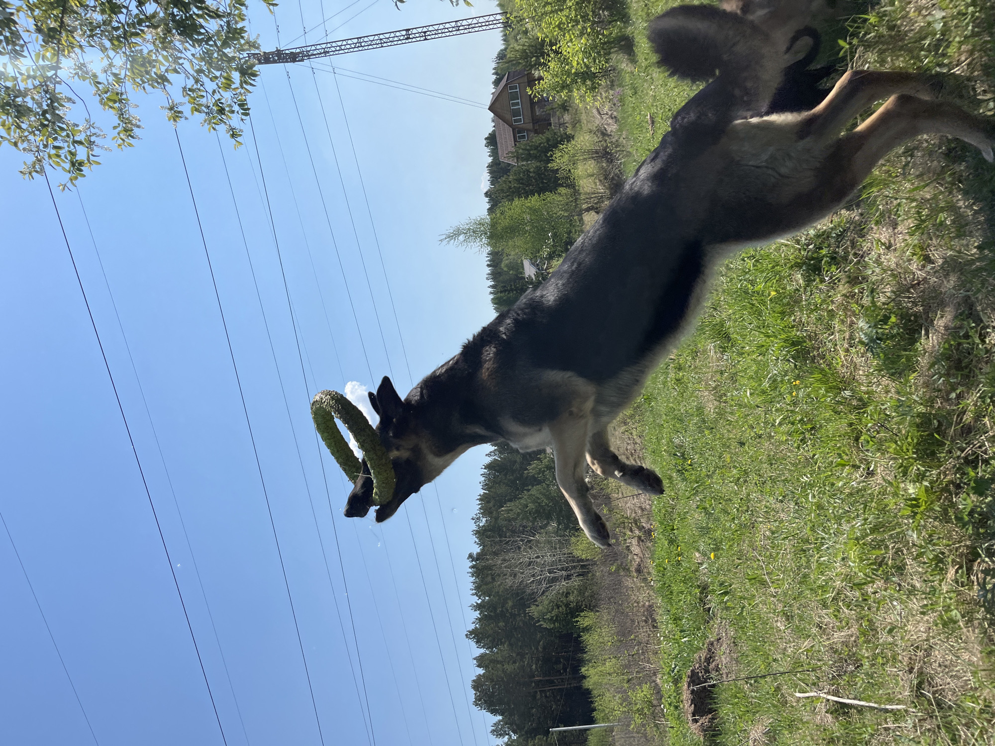 A German Shepherd dog is jumping, holding a green rope toy in its mouth in a grassy area. Overhead power lines are visible against a clear blue sky. In the background, trees and a house can be seen. This image was taken near Nizhny Tagil, Russia.