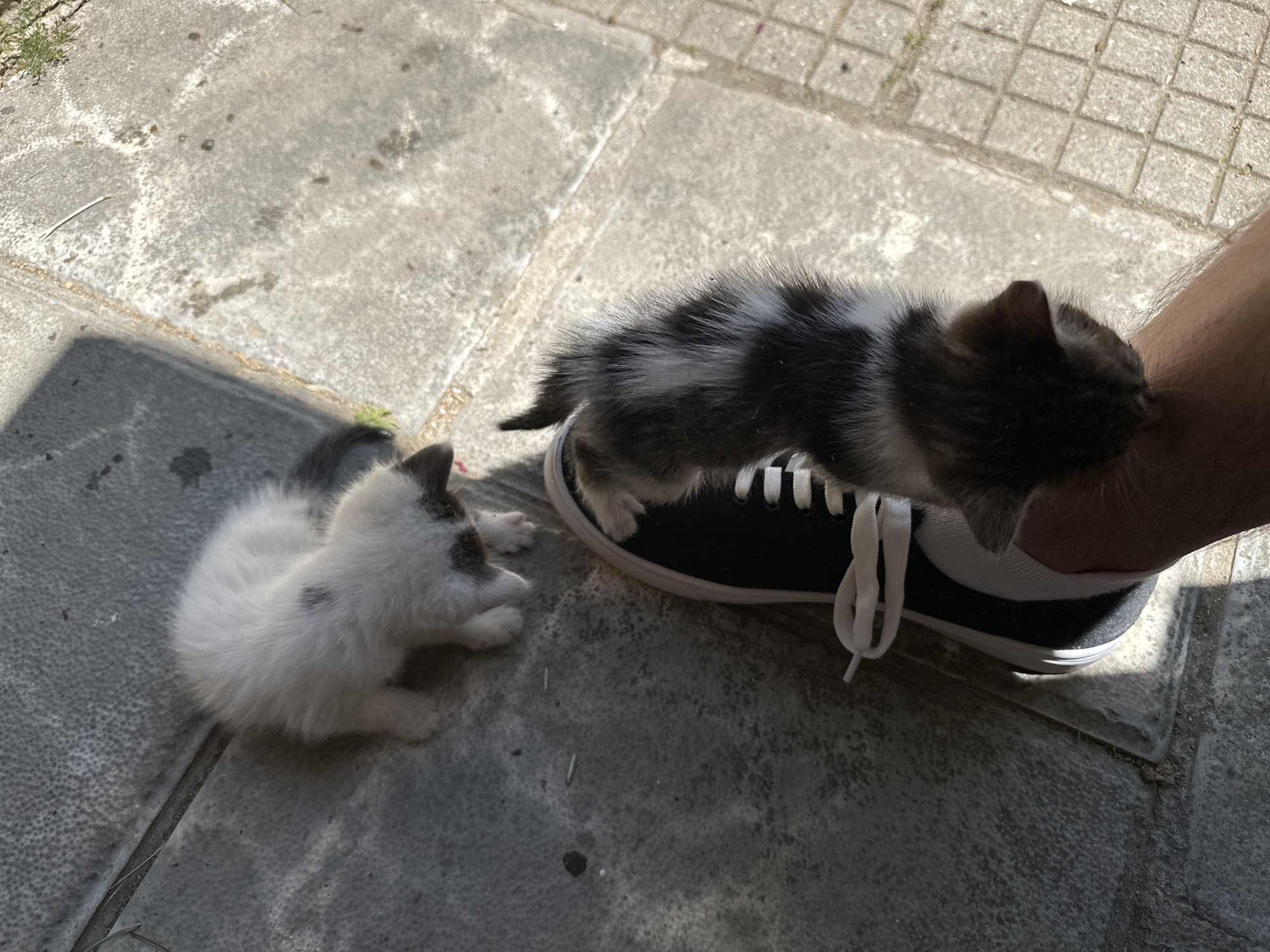 The image shows two kittens in an outdoor setting. One kitten, predominantly white with grey patches, is lying on a concrete surface. The other kitten, with black and white markings, is standing on a black and white sneaker worn by a person whose leg is visible. The concrete surface appears to be a pavement or patio. Based on the prompt, the location is Mrachenik, Bulgaria.