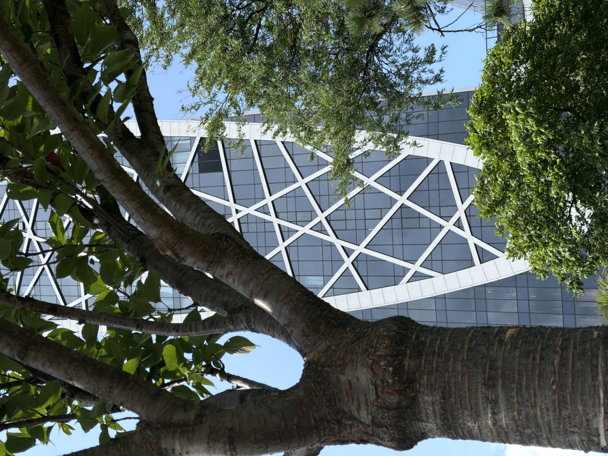 A low-angle, medium shot captures the striking facade of the Batumi Technological University building, a modern architectural marvel located in Batumi, Georgia. The building features a distinctive geometric pattern of intersecting white lines against a backdrop of dark, reflective glass windows, creating a unique, almost crystalline appearance. In the foreground, the rough, textured bark of a mature tree trunk dominates the left side of the frame, its branches and green leaves obscuring parts of the building and extending upwards and across the scene. To the right, lush green foliage from another tree adds to the natural element, partially veiling the right side of the building. The sky above is a clear, bright blue, indicating fair weather. There are no people visible in the image. The composition juxtaposes the organic forms of the trees with the sharp, angular lines of the contemporary architecture.