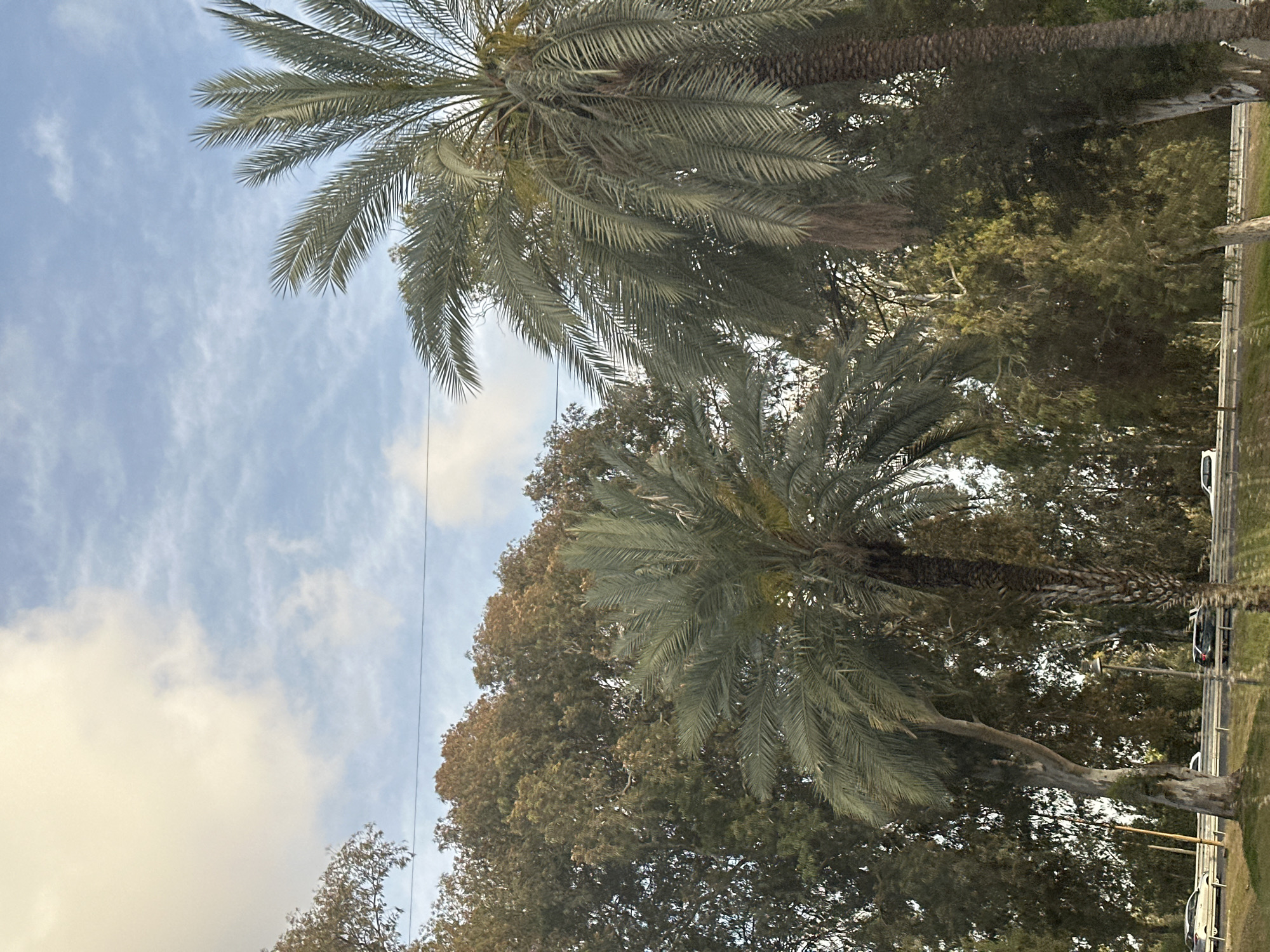 The image shows a view in Tel-Aviv, Israel, with palm trees dominating the foreground against a backdrop of other trees and a partly cloudy sky. A road with parked cars is visible on the right side of the image. A power line is seen running vertically across the frame.