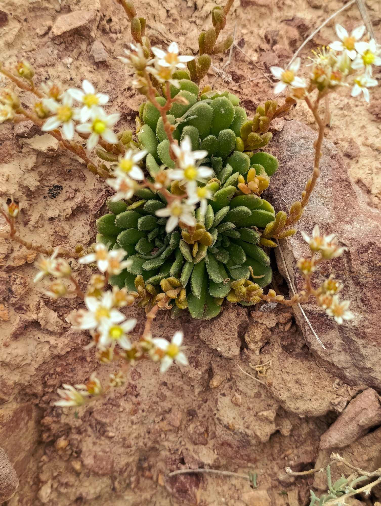 A close-up, top-down view captures a small, green succulent plant with clusters of delicate white flowers. The plant is nestled among reddish-brown rocks and soil, suggesting an outdoor, arid environment. The flowers have five petals and bright yellow centers, with some appearing more mature and others still in bud. Thin, brown stems extend from the plant, bearing more flowers and fuzzy, reddish-brown leaves. The rocky ground is textured with small pebbles and variations in color, from light tan to deep red. There are no people or text visible in the image. The lighting suggests it might be daytime. The location context indicates Naryn City, Kyrgyzstan.