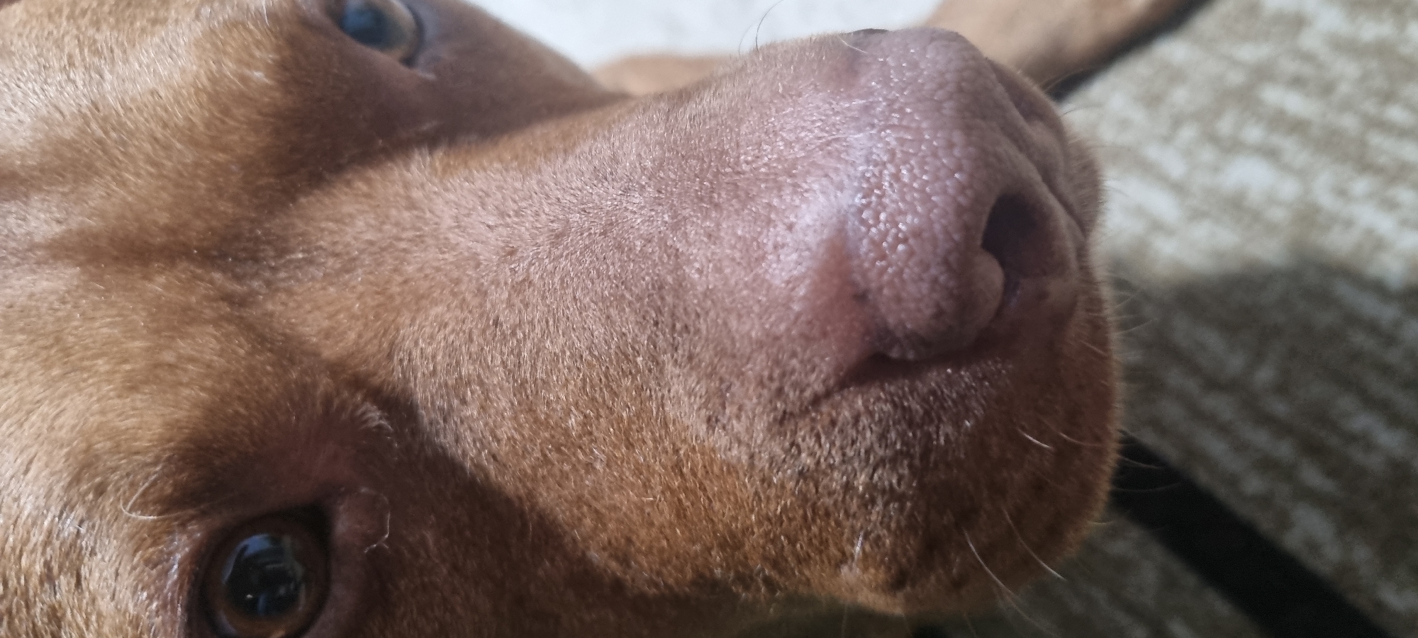 A close-up shot captures the snout and face of a brown dog. The texture of the dog's nose is prominent, and its eyes are visible in the background. The dog is resting on a carpet with a textured surface. The location is unknown.