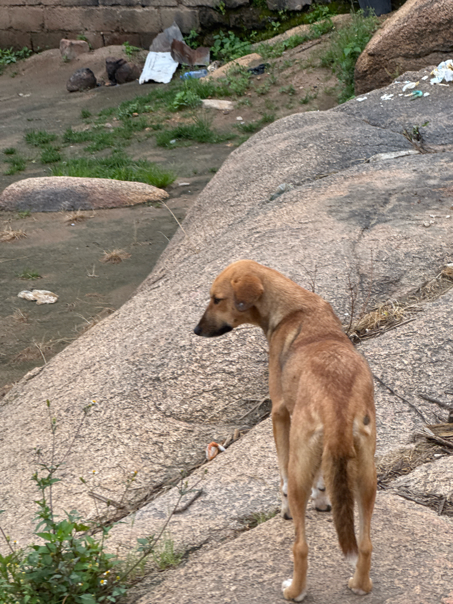 In the city of Unknown, Unknown, a medium-sized, brown dog with pointed ears stands on a rocky outcrop. The dog is facing away from the camera, looking to its left. Its tail is slightly raised and curves to its right. The dog has a dark patch of fur on its left flank. Behind the dog, the terrain is characterized by large, rough-textured rocks and patches of dry grass. In the background, there is a low, weathered brick wall and some scattered debris, including a white plastic sheet and a blue bottle. The ground appears to be a mix of dirt and gravel. The overall environment suggests an outdoor, somewhat unkempt area, possibly on the outskirts of a populated region.