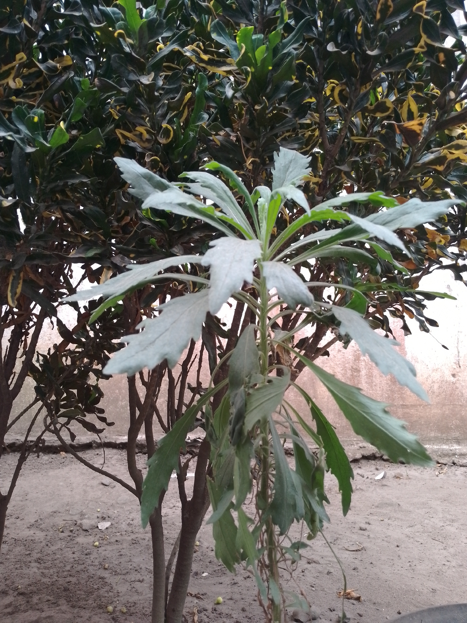 A pale green plant with serrated leaves stands in the foreground, its stems and leaves droop downwards. Behind it, a larger plant with dark green and yellow variegated leaves fills the upper portion of the frame. The background consists of dry, dusty ground with scattered small green or yellow objects, possibly fallen fruit or seeds. A textured, light brown wall is visible on the right side of the image. The lighting suggests it is daytime, with the overall scene appearing somewhat dull. The location is identified as the city of Kauman, Indonesia.