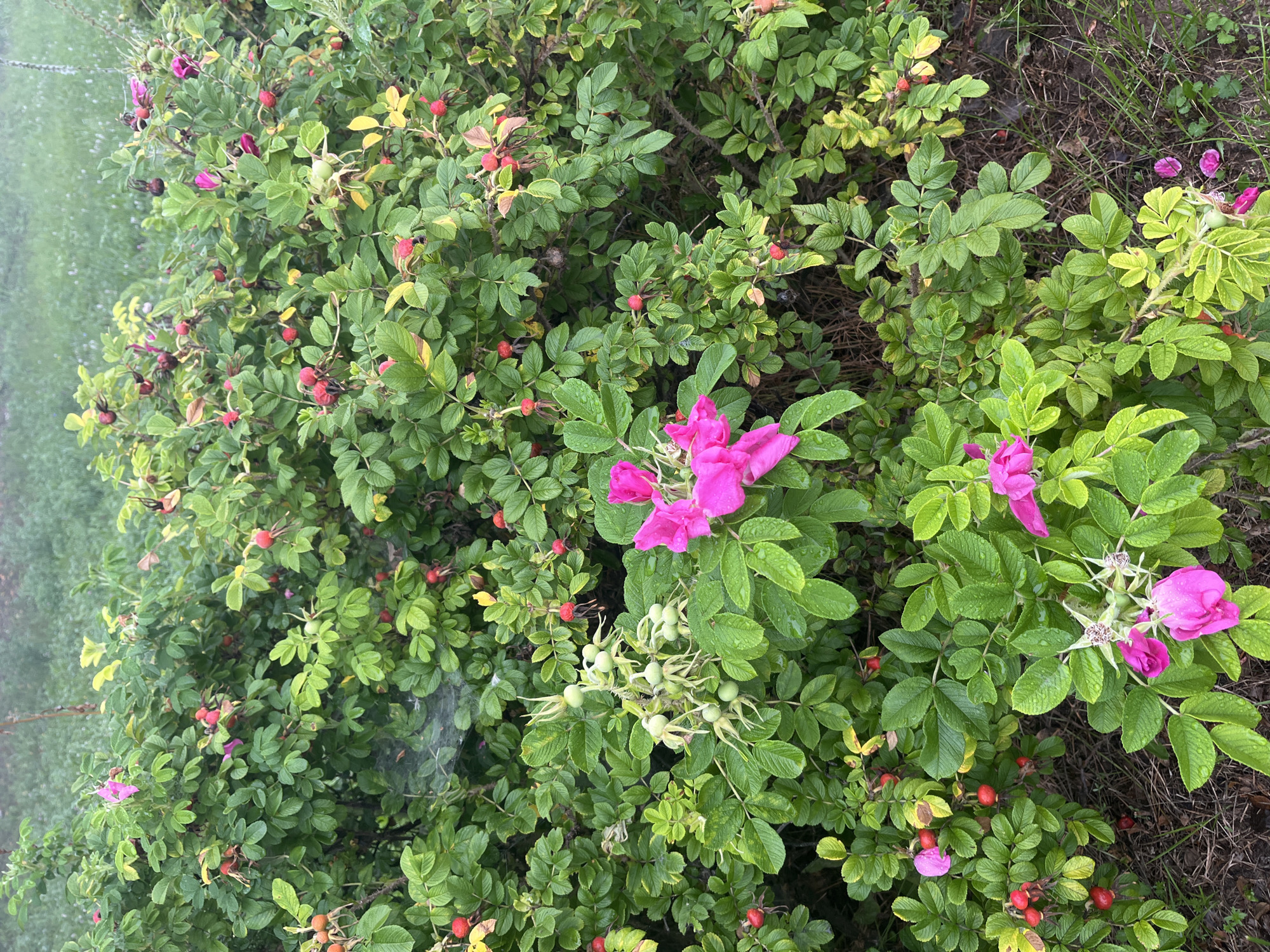 This image shows a rosehip bush with green leaves, red rosehips, and pink flowers. The bush is growing in a natural setting, possibly in a park or garden, with some dry grass and soil visible at the bottom of the frame. The scene appears to be outdoors, with a soft, diffused light suggesting an overcast day or early morning. No people or animals are present. The image is taken from a slightly elevated angle, looking down onto the bush.