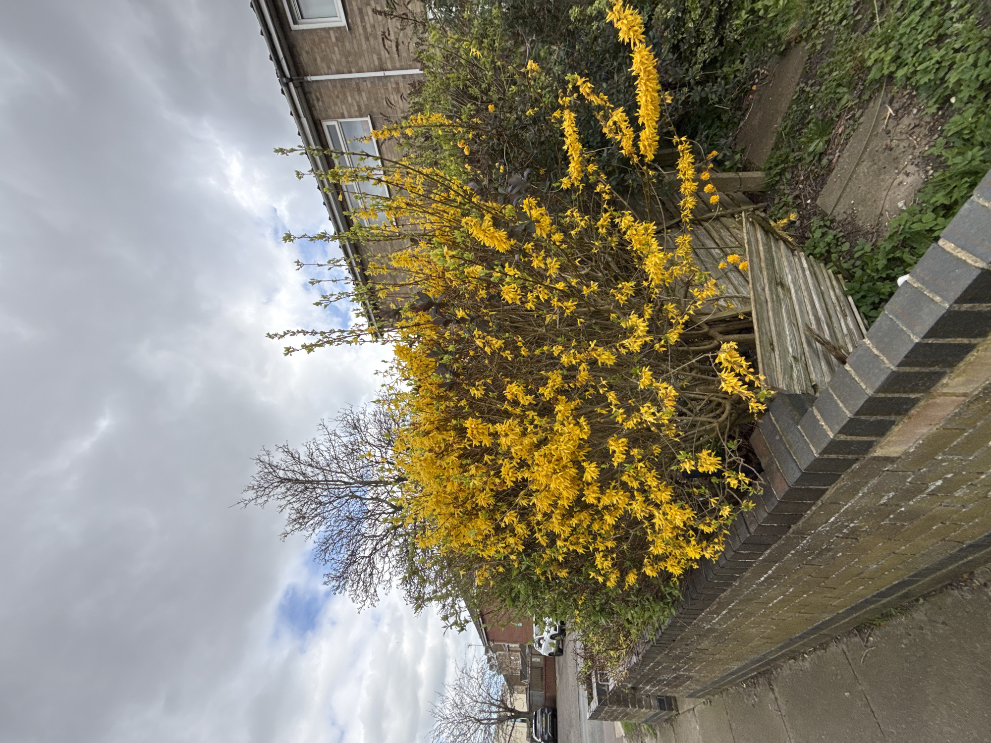 The image shows a residential street in Great Yarmouth, United Kingdom. A brick wall runs along the bottom right, with a sidewalk adjacent. Behind the wall is a large forsythia bush in full bloom, with bright yellow flowers. A house is partially visible in the background, as well as a street scene with parked cars. The sky is overcast with patchy clouds.