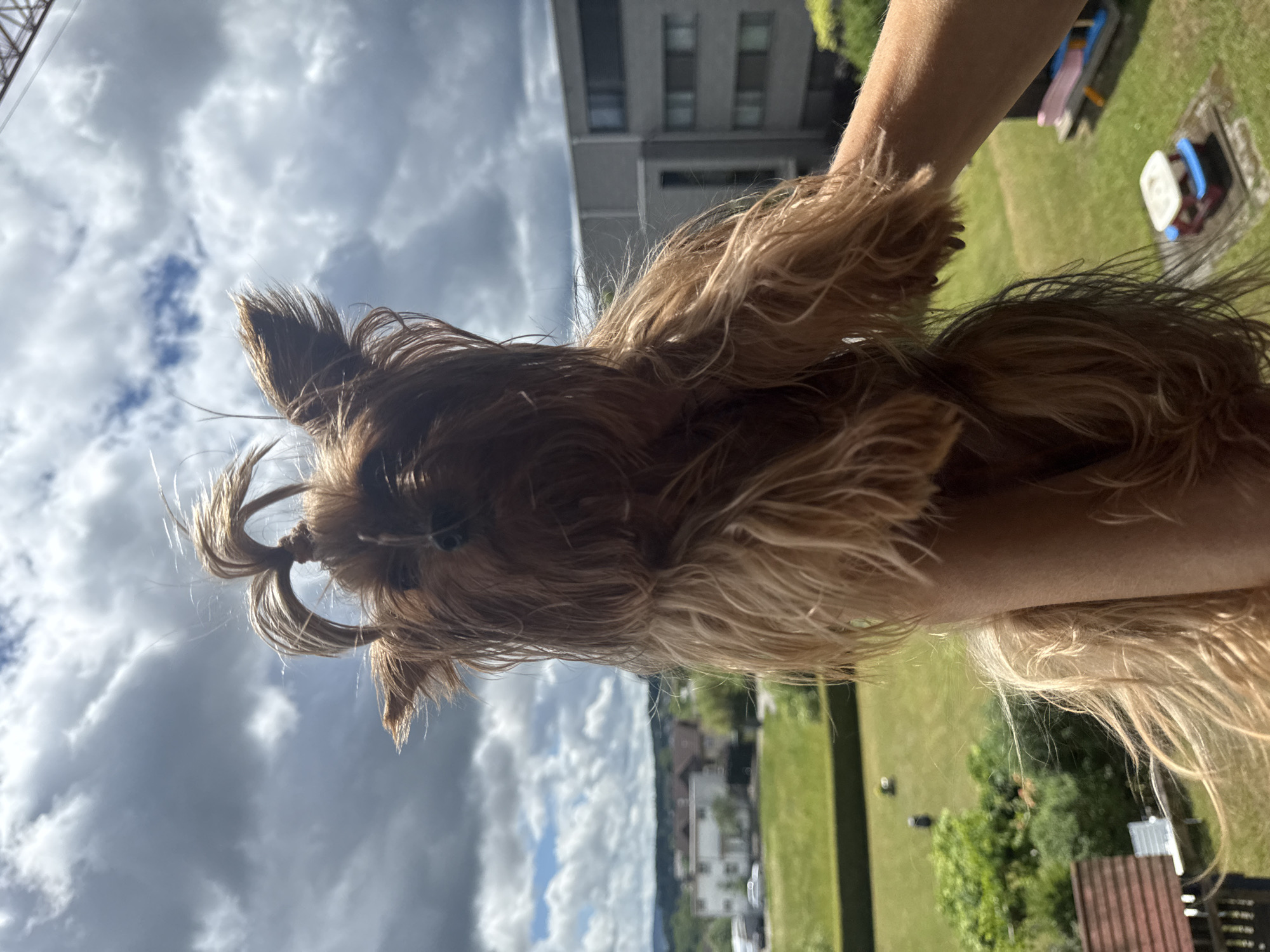 A small, long-haired dog, likely a Yorkshire Terrier, is held up by a human arm and hand, looking out over a landscape under a partly cloudy sky. The dog has reddish-brown and blonde fur, with a prominent topknot tied on its head. Its face is partially obscured by its long hair, but it appears to be observing its surroundings.
The scene is viewed from an elevated perspective, possibly a balcony or upper floor, looking down and across. In the background, a residential area is visible, featuring a multi-story building with windows and distant houses. A large green grassy area or field stretches out below, with scattered trees and what appears to be small outdoor play equipment. Further in the distance, more buildings and hilly terrain can be discerned. The sky is bright with patches of blue and numerous fluffy white and grey clouds. The lighting suggests it is daytime, likely morning or afternoon, with ample sunlight. A tall crane structure can be glimpsed on the far left horizon. The overall impression is one of a peaceful, elevated view over a suburban or semi-rural landscape in Oberflachs, Switzerland. There is no visible text.