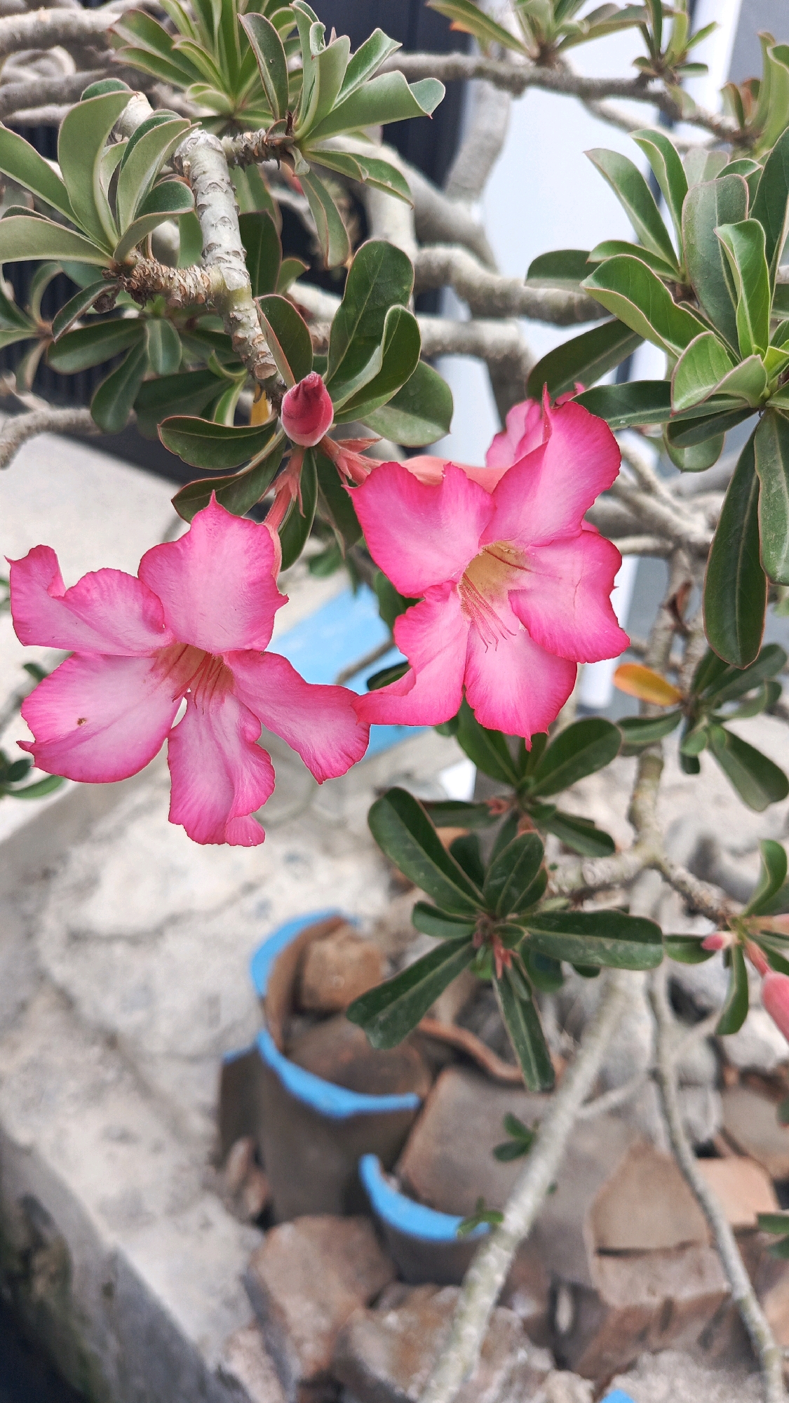 The image depicts a close-up, eye-level view of pink desert rose flowers and their green leaves. The flowers are vibrant and show intricate petal details. The background is blurred, but appears to be an outdoor setting with some cracked ceramic pots and bricks, suggesting a garden or yard environment. The lighting is natural, highlighting the texture of the leaves and the delicate nature of the flowers.