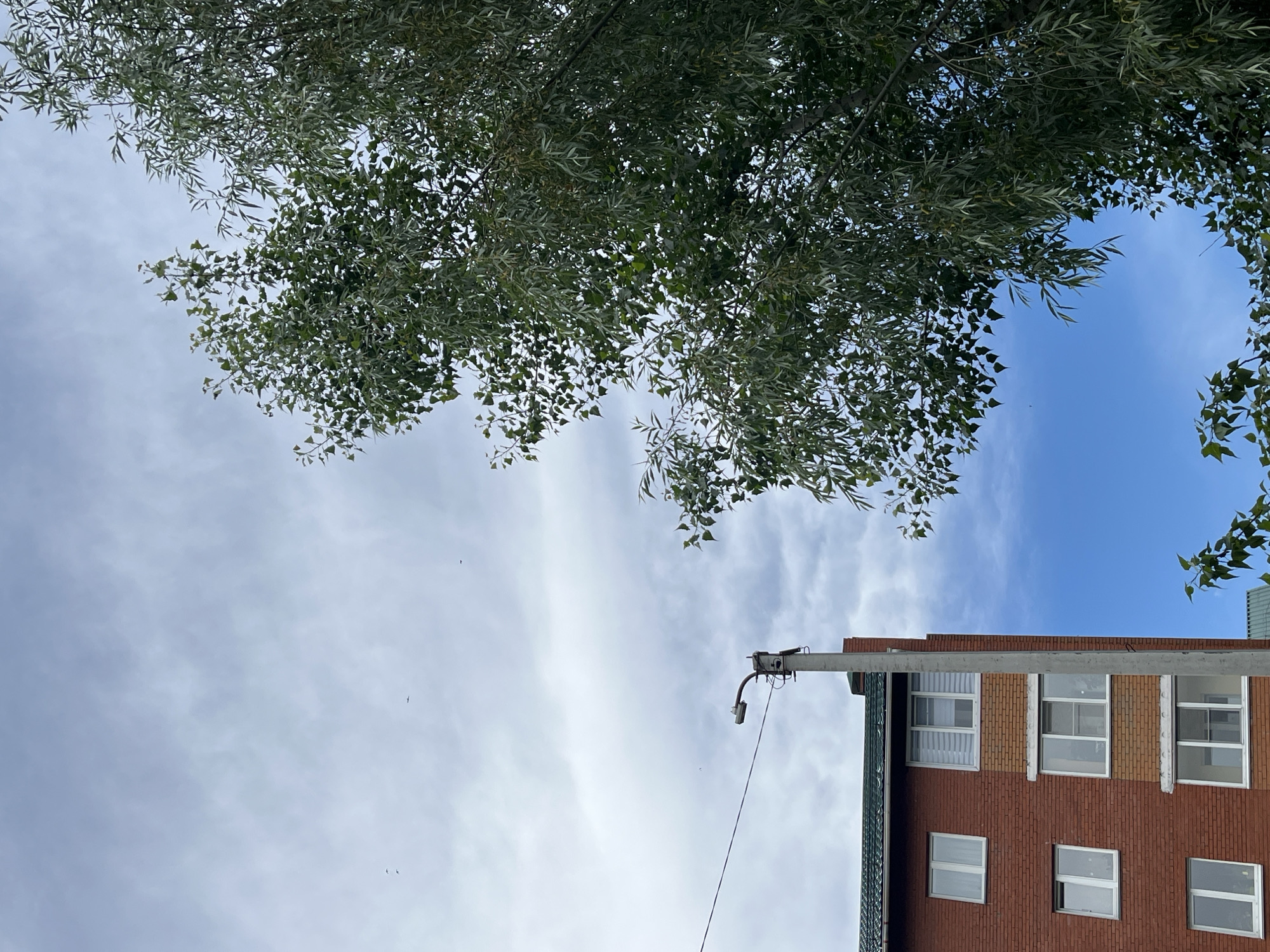 A brick apartment building and a lamppost are visible on the left side of the image, against a backdrop of a cloudy sky and a blue sky. A large tree with green leaves occupies the right side of the frame. The building is made of red brick with several windows, some with white frames and others with blue frames. The lamppost is tall and gray with a light fixture at the top. The tree's branches hang down, partially obscuring the sky. The image appears to be taken on an overcast day in Chaikovsky, Russia.