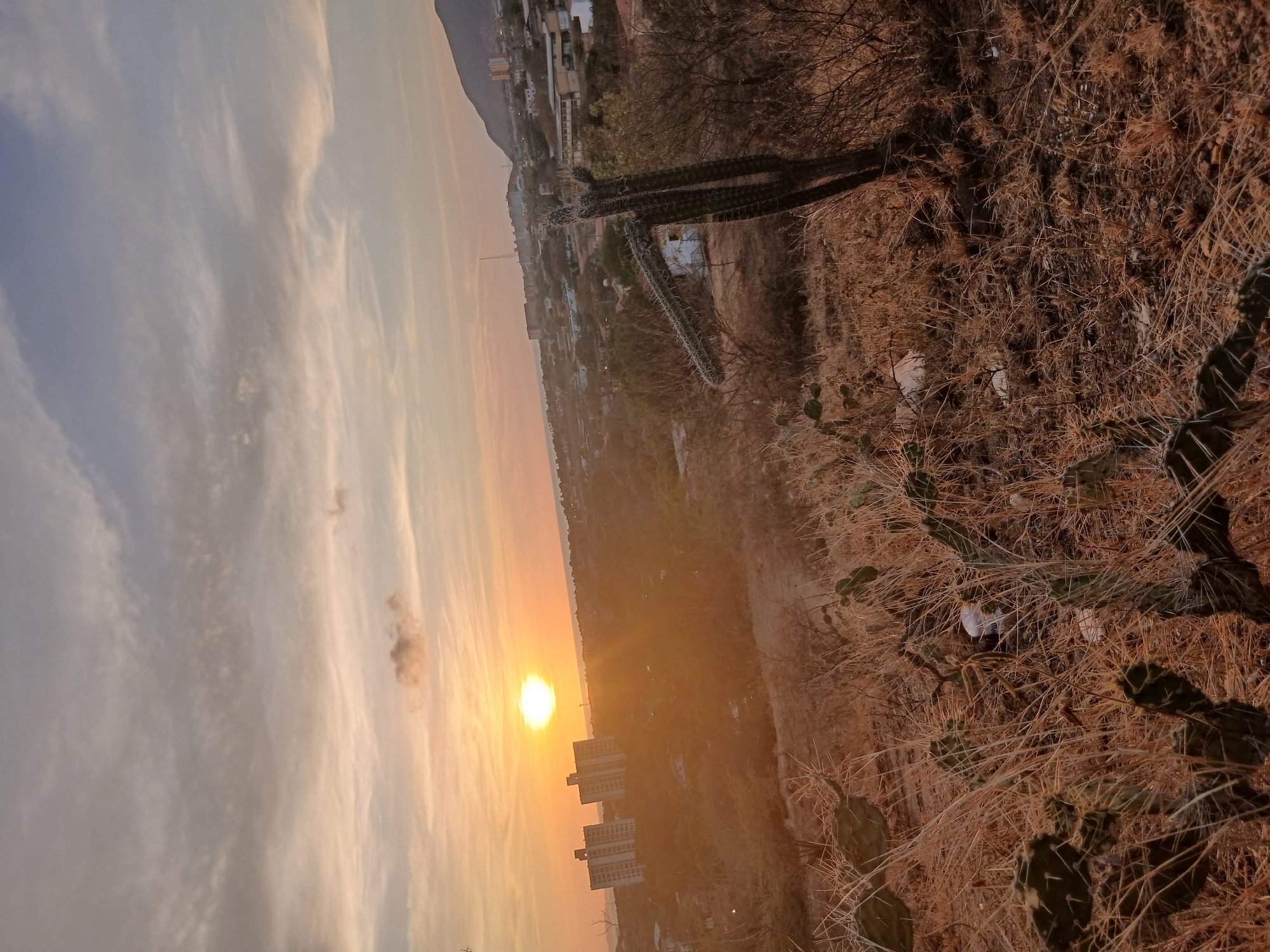 The photograph captures a wide landscape scene at either sunrise or sunset, bathed in warm, golden light. The overall impression is of a dry, semi-arid environment with distant urban development and hills under a dramatic sky. The image is oriented vertically (rotated 90 degrees clockwise from standard landscape view), with the horizon appearing to run vertically through the frame.
In the immediate foreground, occupying the right side of the vertically oriented image, is a dense cluster of dry, brown grasses, thorny branches, and various cacti. Several tall, columnar cacti stand out, along with flatter, pad-like prickly pear cacti. Their forms are textured and cast shadows, indicating the low angle of the sun. Small white specks, possibly litter, are visible among the dry foliage.
The midground, stretching from the center towards the left, depicts a sprawling, open area with sparse vegetation and signs of human presence. Scattered across this arid plain are several buildings, including residential structures, with two distinct multi-story buildings visible near the sun's intense glare. Utility poles or communication towers are also faintly discernible. The ground appears dry and somewhat dusty.
The sun is a brilliant, circular disk positioned on the right side of the image, close to the apparent horizon line. It casts an intense golden and orange glow across the sky and illuminates the landscape. The sky around the sun transitions from bright yellow and orange to softer peach and pale blue tones further towards the left. Wispy, elongated clouds, some appearing like cirrus or altocumulus, are spread across the left side of the sky, catching the light and creating a textured overhead.
In the far background, along the very top edge of the image, a range of dark hills or mountains forms a low silhouette against the lighter sky. There are no people or discernible text in the photograph. The scene evokes the serene beauty of a twilight hour in an arid region, consistent with the landscape of Juan Griego, Venezuela.