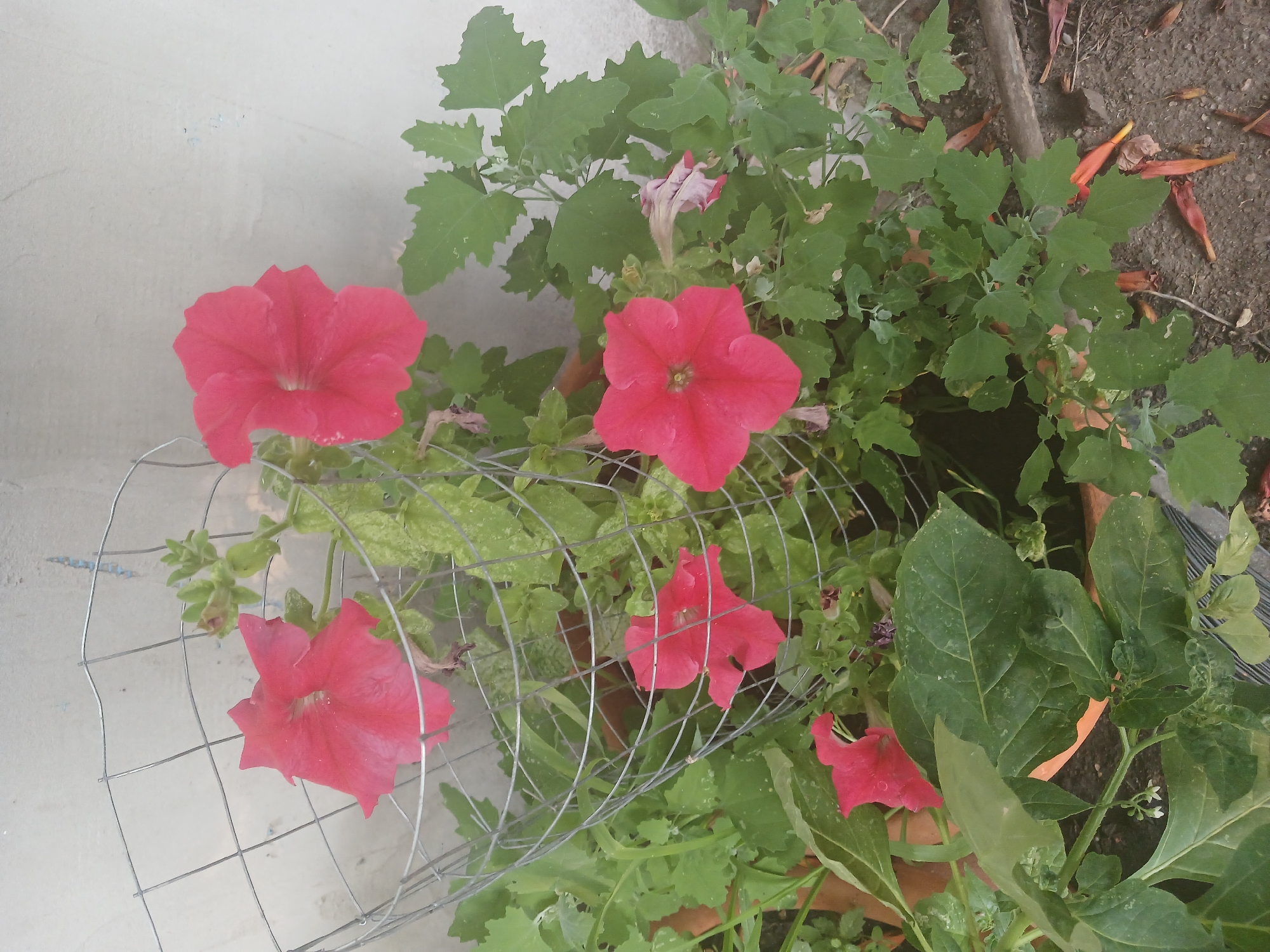 This is a close-up, high-angle shot of red petunias and other greenery in a garden setting. The flowers are vibrant pinkish-red, with delicate, ruffled petals. One flower is in full bloom, while others are partially open or have faded, showing a lighter pink interior. The petunias are growing within a wire cage, likely to support their growth. Interspersed with the petunias are large, dark green leaves of another plant, possibly goosefoot, with serrated edges. The ground beneath is visible, covered with dry soil, fallen leaves, and a few scattered orange and brown seed pods. A thin wooden stake or branch is also present. The background shows a textured, off-white wall, possibly a building exterior, which is slightly blurred. The overall impression is a natural, outdoor scene, likely in a garden or yard. The lighting suggests it's daytime, and the presence of blooming flowers indicates a season of growth, likely late spring or summer. No people or animals are visible. There is no visible text in the image. The location context provided is Mishkovo-Pohorilove, Ukraine.