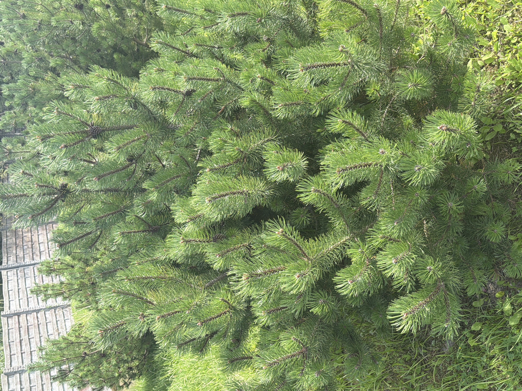 The image shows a close-up view of a dense pine shrub with vibrant green needles. The shrub is situated outdoors, with a portion of a light-colored, horizontal wooden fence visible in the background, suggesting a residential or garden setting. Patches of green grass and some small weeds are visible at the base of the shrub. The lighting indicates it is daytime, with sunlight casting shadows and highlighting the texture of the pine needles and cones. The image is devoid of any human presence or activity. The specific location in Konstantinovka, Russia, is not determinable from the visual information alone.