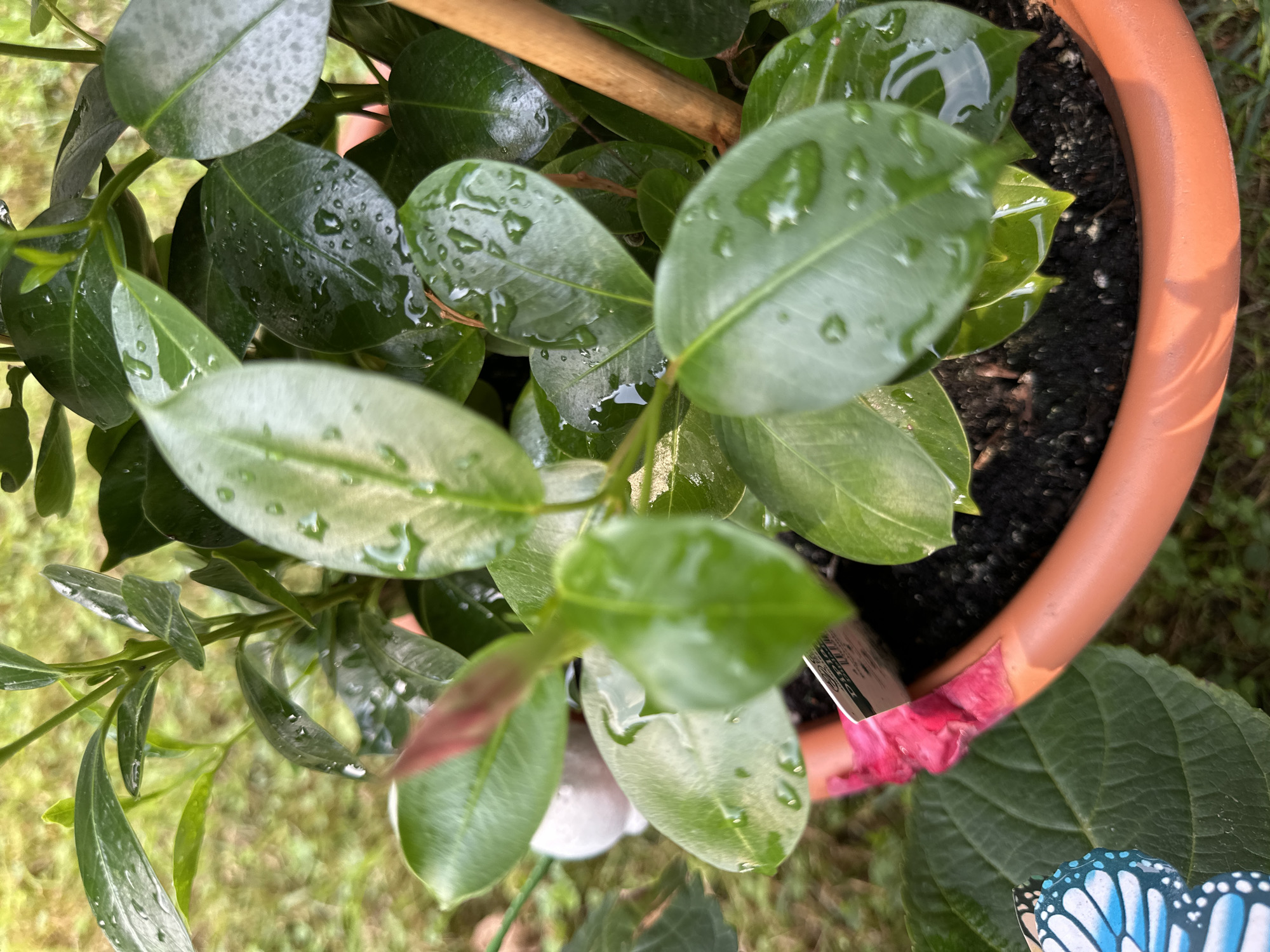 A close-up, eye-level outdoor shot focuses on a potted plant with dark green, glossy leaves that are speckled with water droplets. The plant is housed in a terracotta-colored plastic pot. The background consists of blurred green grass and a wooden stake. A small, pinkish-red flower bud is visible near the top left of the frame, and a portion of a decorative butterfly with blue and white wings is present in the lower left corner. The scene is likely a garden or patio in Krefeld, Germany, given the context of the request.