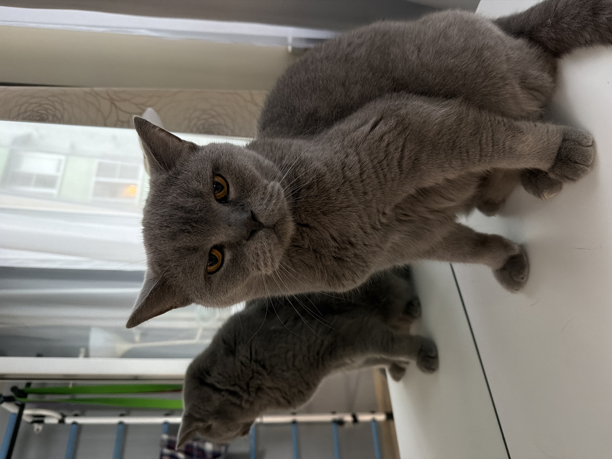 A British Shorthair cat with grey fur and orange eyes sits on a white surface, looking directly at the camera. The cat is in the foreground, and its reflection is visible in the white surface, which acts as a mirror. In the background, there are sheer curtains and a window, through which part of a building is visible. To the left, there is a portion of a wall-mounted exercise rack with green straps. The scene is indoors, likely in a residential setting. The image does not contain any specific indicators that would place it in Sochi, Russia.