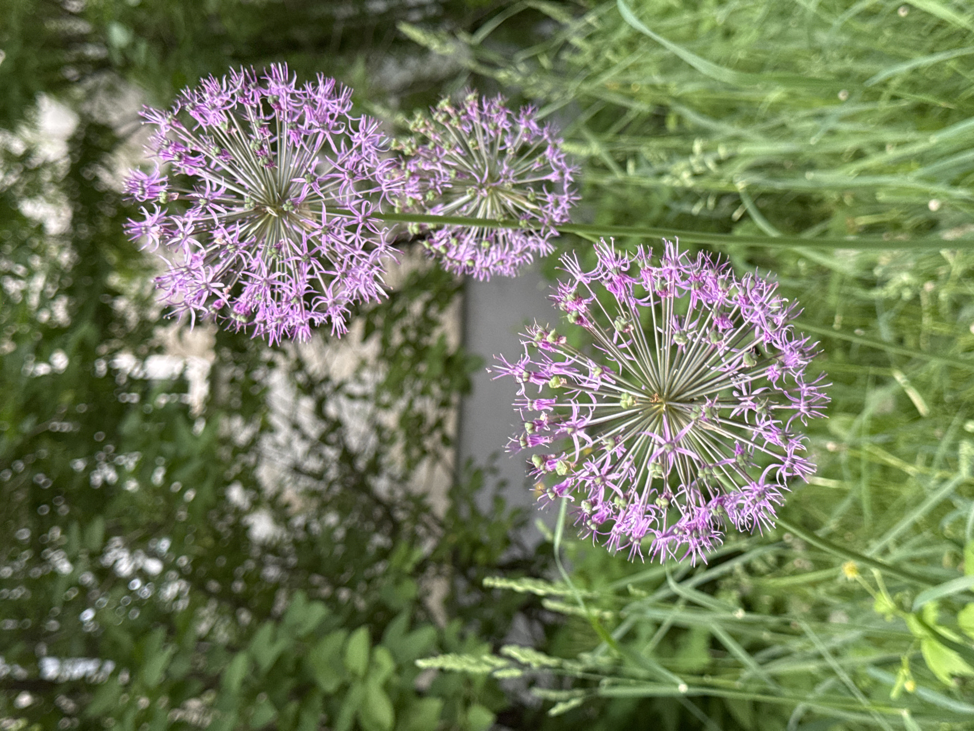 The image shows three Allium flowers in bloom. The flowers are spherical in shape and have a purple color. They are set against a background of green foliage. The location is not discernable from the image.