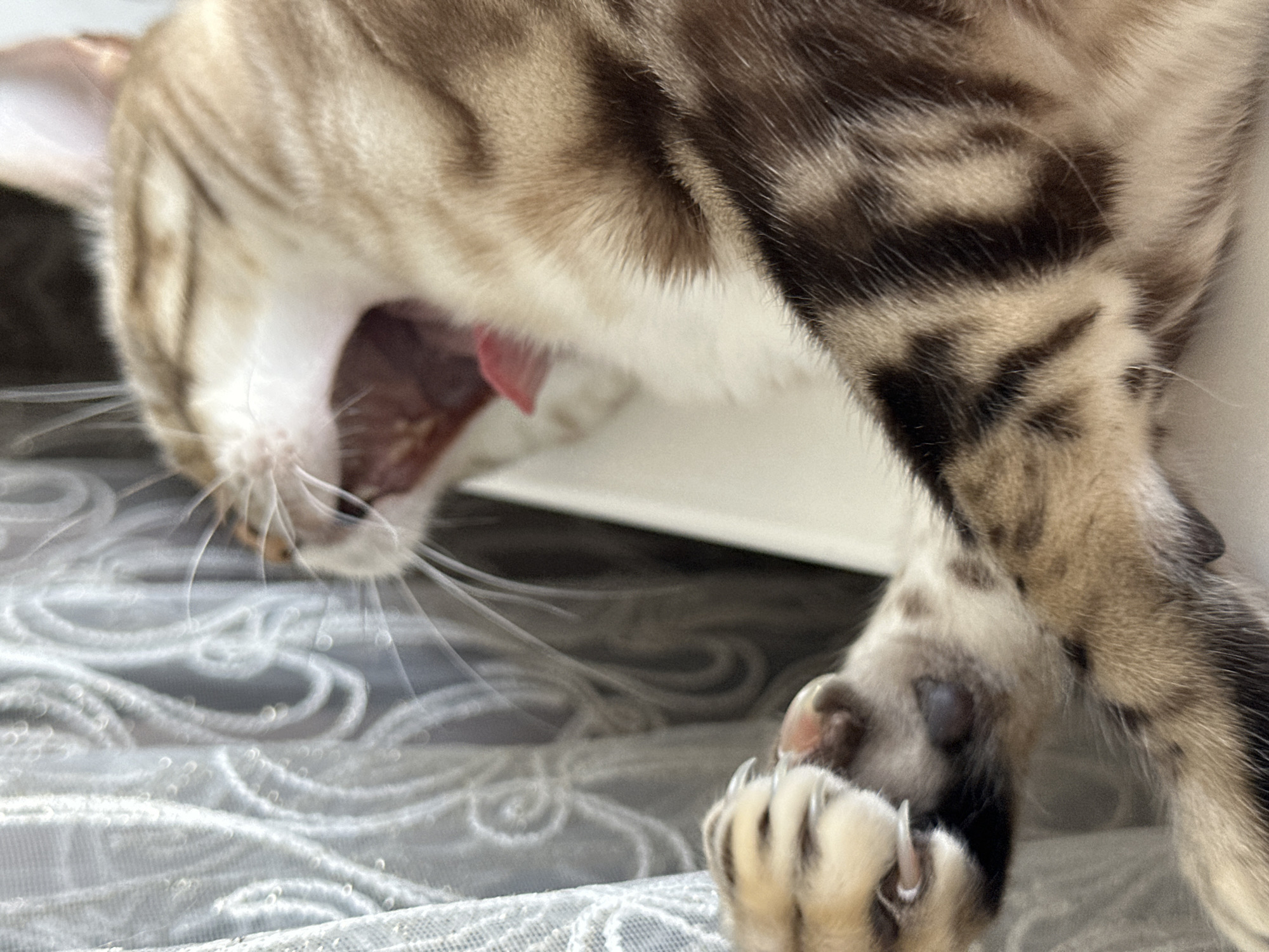 The image shows a close-up of a tabby cat mid-yawn, its mouth wide open revealing its tongue. The cat's paw, with extended claws, is visible in the foreground. The background features a light-colored, sheer curtain with an ornate pattern. The scene is indoors. There are no people or any elements that could place this image in Energetik, Russia.