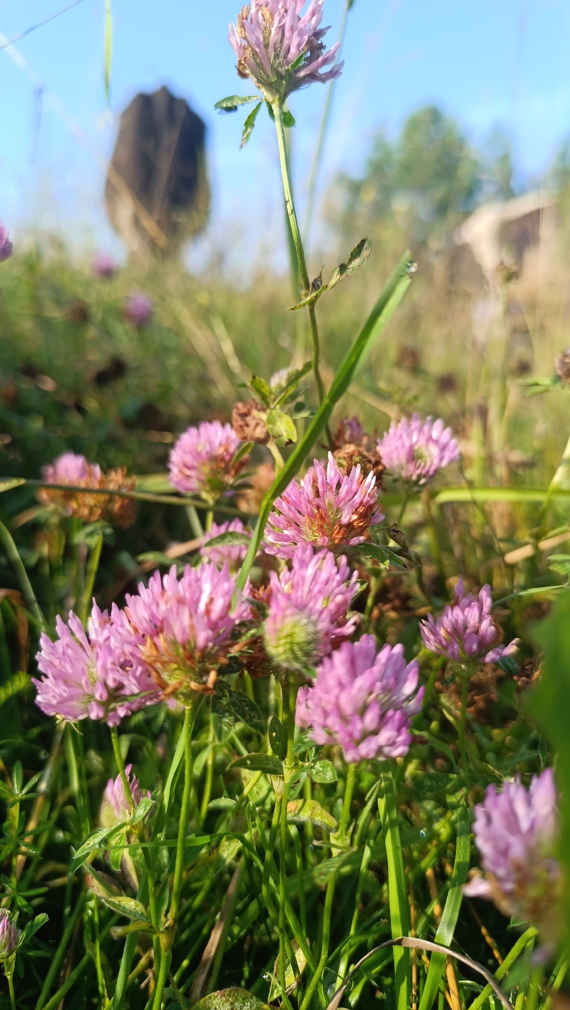 The image depicts a close-up view of a field of red clover flowers in a natural outdoor setting. The foreground is dominated by vibrant green grass and several pink clover blossoms, some in focus and others blurred. In the background, a large, dark, weathered object, possibly a stone or a weathered structure, stands in the distance. The sky is a clear, bright blue, suggesting fair weather. The lighting indicates it is likely daytime, possibly late afternoon or early morning due to the softness of the light. There are no people or animals visible in the image. The scene appears to be in a rural or park-like area.