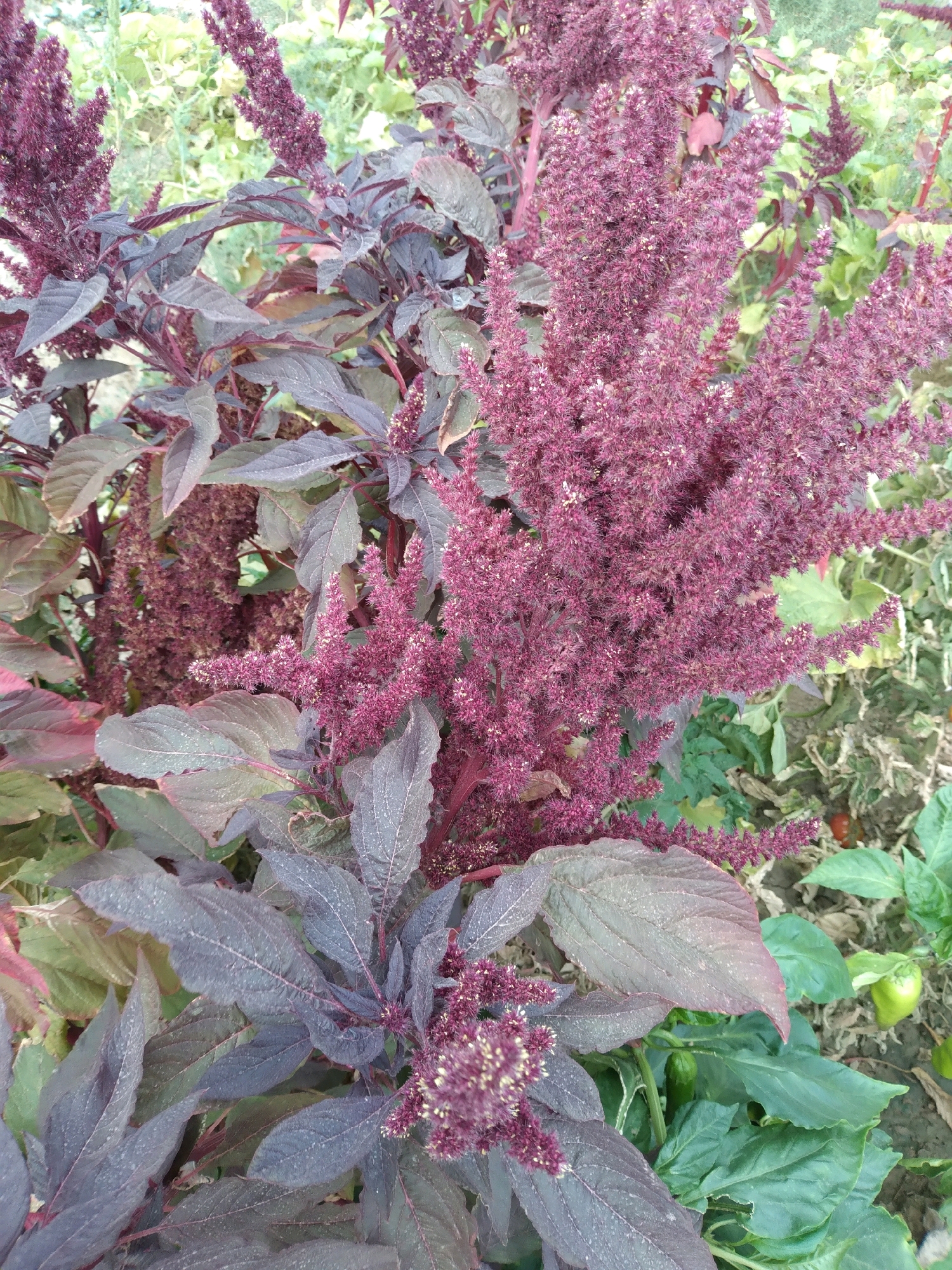A medium shot captures a cluster of amaranth plants with deep burgundy leaves and matching feathery flower spikes. The plants are in a garden setting, with hints of other green foliage and some small, unripe peppers visible in the background. The leaves of the amaranth are ovate with pointed tips and prominent veins, some showing a slight dusting of what appears to be pollen or fine soil. The flower spikes are dense and elongated, with countless tiny florets creating a soft, textured appearance. The lighting suggests an outdoor environment, likely daytime. No people are present. The scene appears to be a close-up view of ornamental or edible plants within a residential garden or agricultural plot. The location is identified as Baku, Uzbekistan.