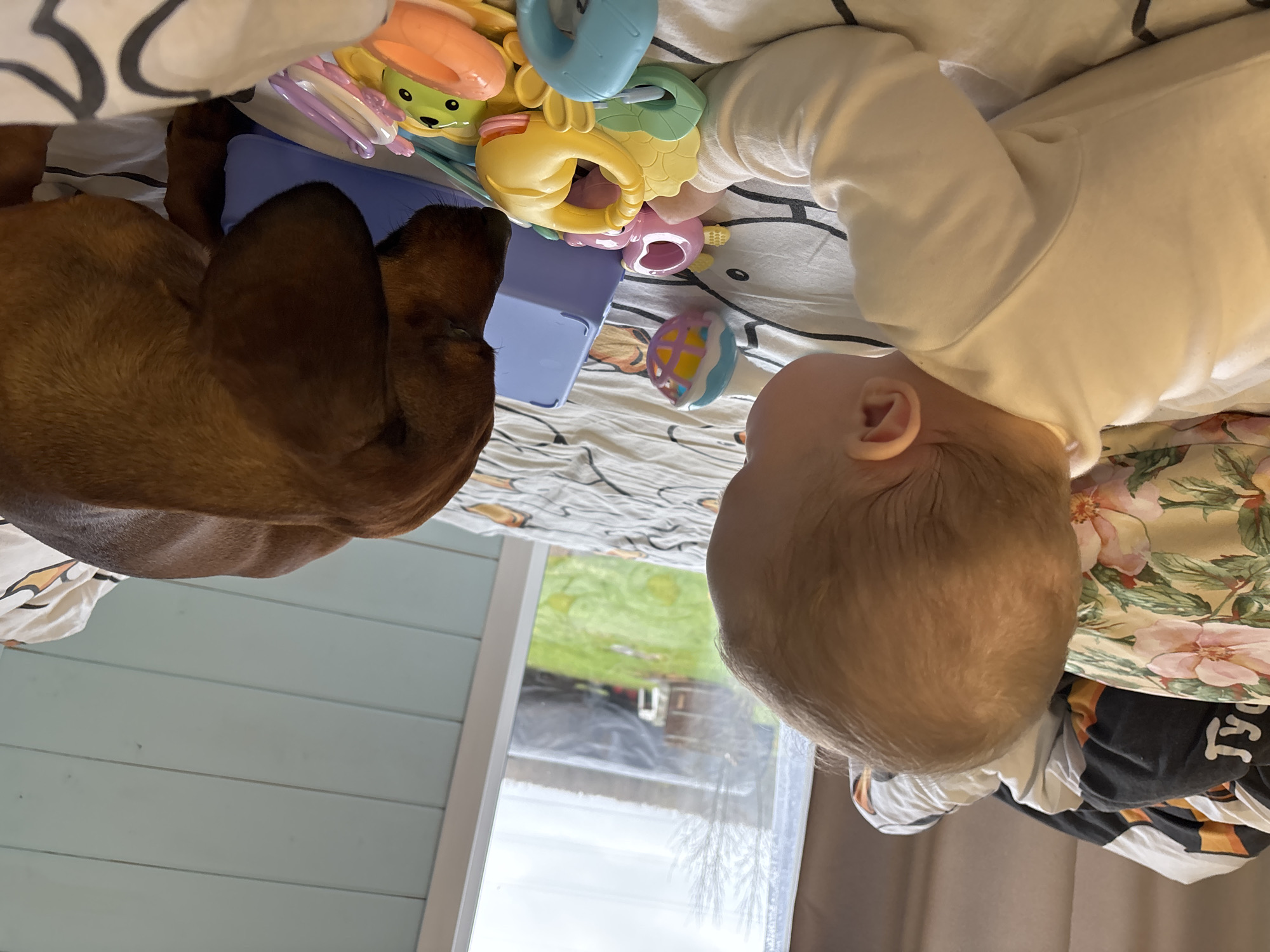 A baby in a white onesie is lying on a patterned blanket next to a dachshund. There are colorful baby toys nearby and a blue container. A window in the background shows an outdoor scene.