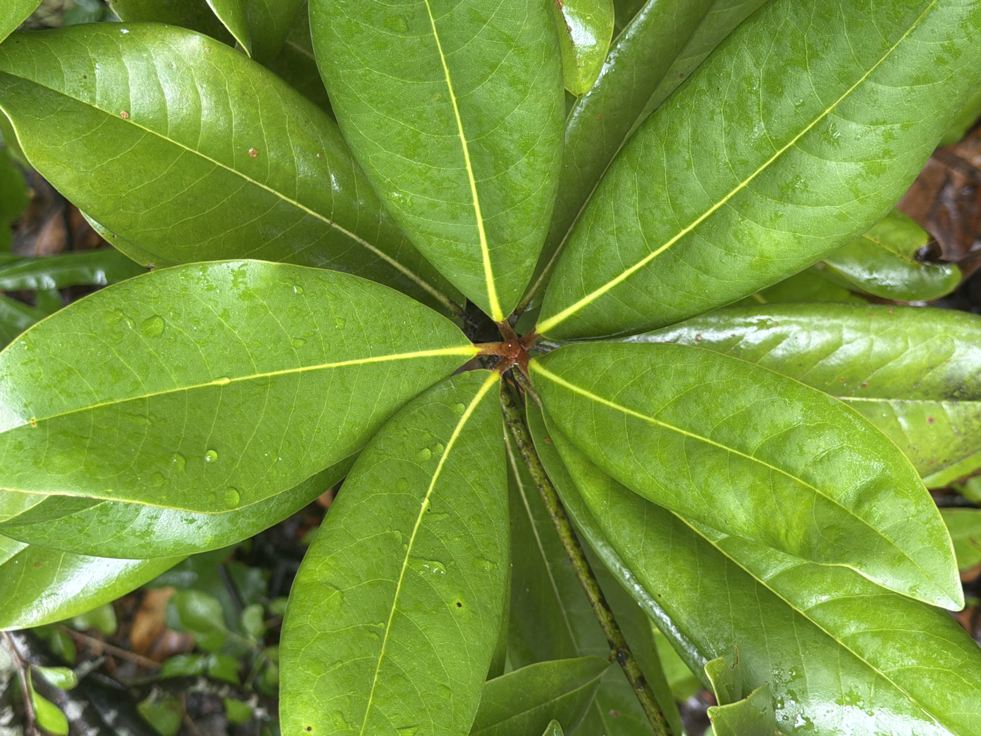 A close-up, overhead shot shows a cluster of vibrant green, waxy leaves radiating from a central point. Several leaves have dew drops clinging to their surfaces, and a thin yellow vein runs down the center of each leaf. The background is blurred, suggesting an outdoor setting with some brown foliage and a dark, damp ground. The image was captured in Eastover, United States of America, on an overcast day, likely after a rain shower. The leaves appear healthy and well-hydrated, indicative of a thriving plant in a natural environment.