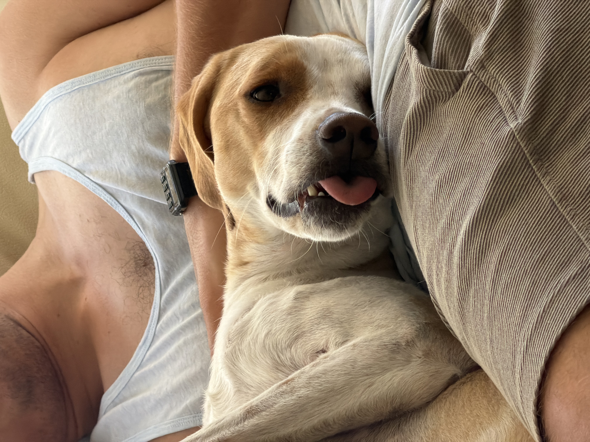 An indoor scene, situated in Budva, Montenegro, depicts an adult male reclining with a dog resting on his lap and torso. The male subject is wearing a light blue ribbed tank top and brown-and-white striped shorts or trousers. His right arm, adorned with a dark-colored digital wristwatch, extends around the dog's body. Visible body hair is present on his chest and arm, with stubble on his neck/jawline.
The dog, a medium-sized breed resembling a Beagle or Beagle mix, has short white fur with tan-brown markings on its head, ears, and back. It is positioned on its back, partially curled into the male subject's body, with its head tilted towards the viewer. Its dark eyes are open, and its pink tongue is slightly extended, revealing a few lower teeth. Whiskers are visible around its snout. The interaction appears relaxed and affectionate. The background consists of light-colored fabric, likely upholstery or bedding, suggesting a domestic setting.