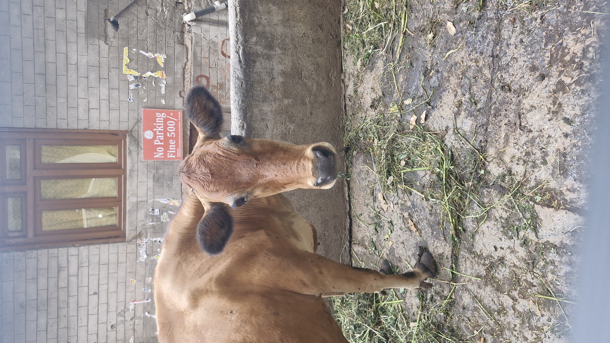 In Vashisht, India, a light brown cow with dark brown ears stands in front of a brick wall. A wooden-framed window with yellow curtains is visible above the cow. A red and white sign on the wall reads "No Parking Fine 500/-". The ground is a mixture of mud and scattered green grass. A concrete structure is behind the cow. The scene appears to be outdoors.