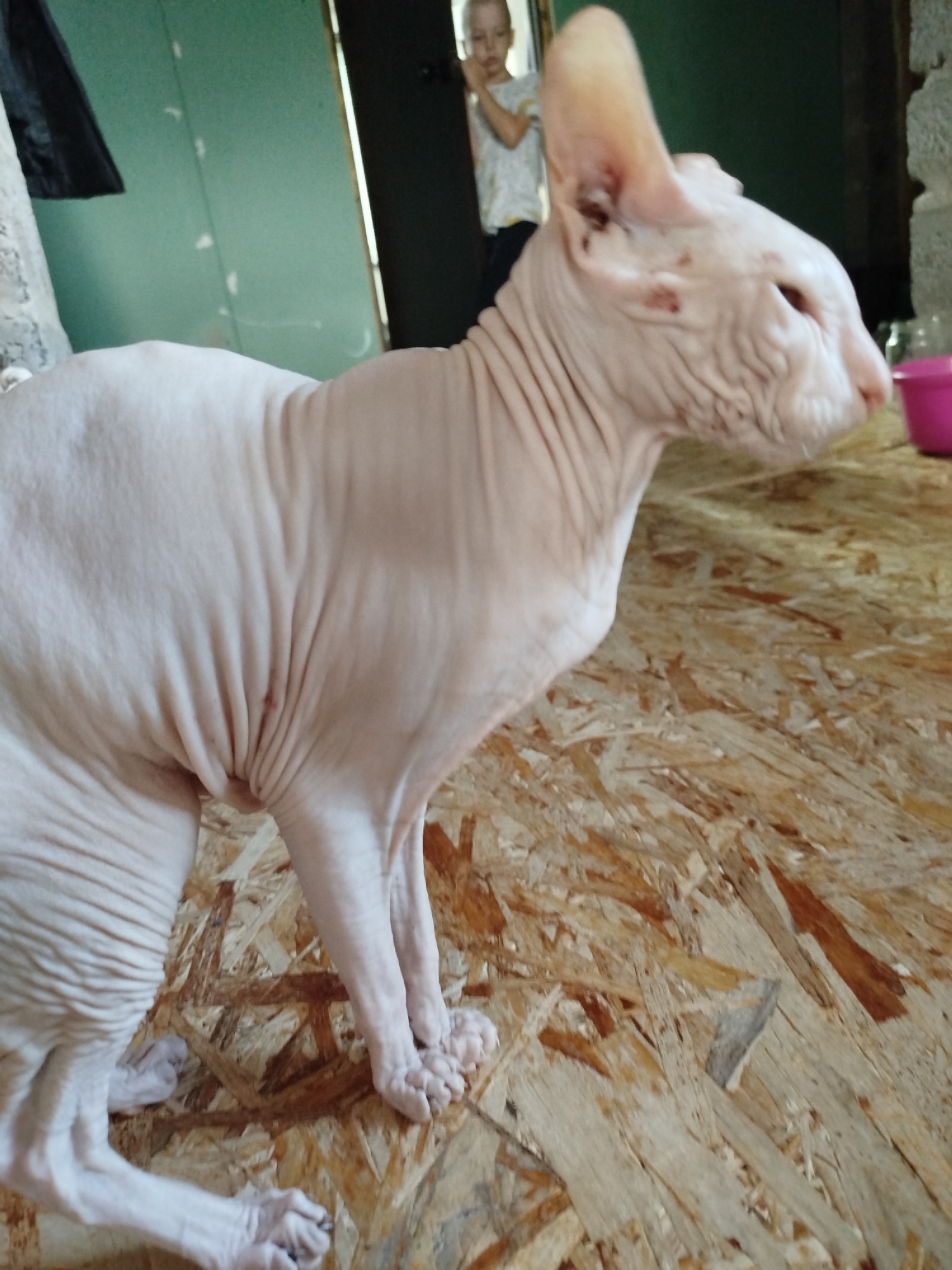 A hairless Sphynx cat is the main subject of this medium shot, captured from a side profile. The cat is a pale pink with visible wrinkles and folds of skin, especially on its neck and body. Its large ears are prominent, and one has some dark markings on it. The cat is standing on a surface made of oriented strand board (OSB), which has a rough, wood-chip texture. The background is dimly lit and appears to be an indoor setting, possibly a room with green walls and a dark doorway. In the background, a person, likely a child, can be seen through the doorway, wearing a light-colored t-shirt. The lighting suggests it could be daytime, but indoors it's difficult to determine the exact time or weather. The overall atmosphere is casual and domestic, with the cat being the clear focal point.