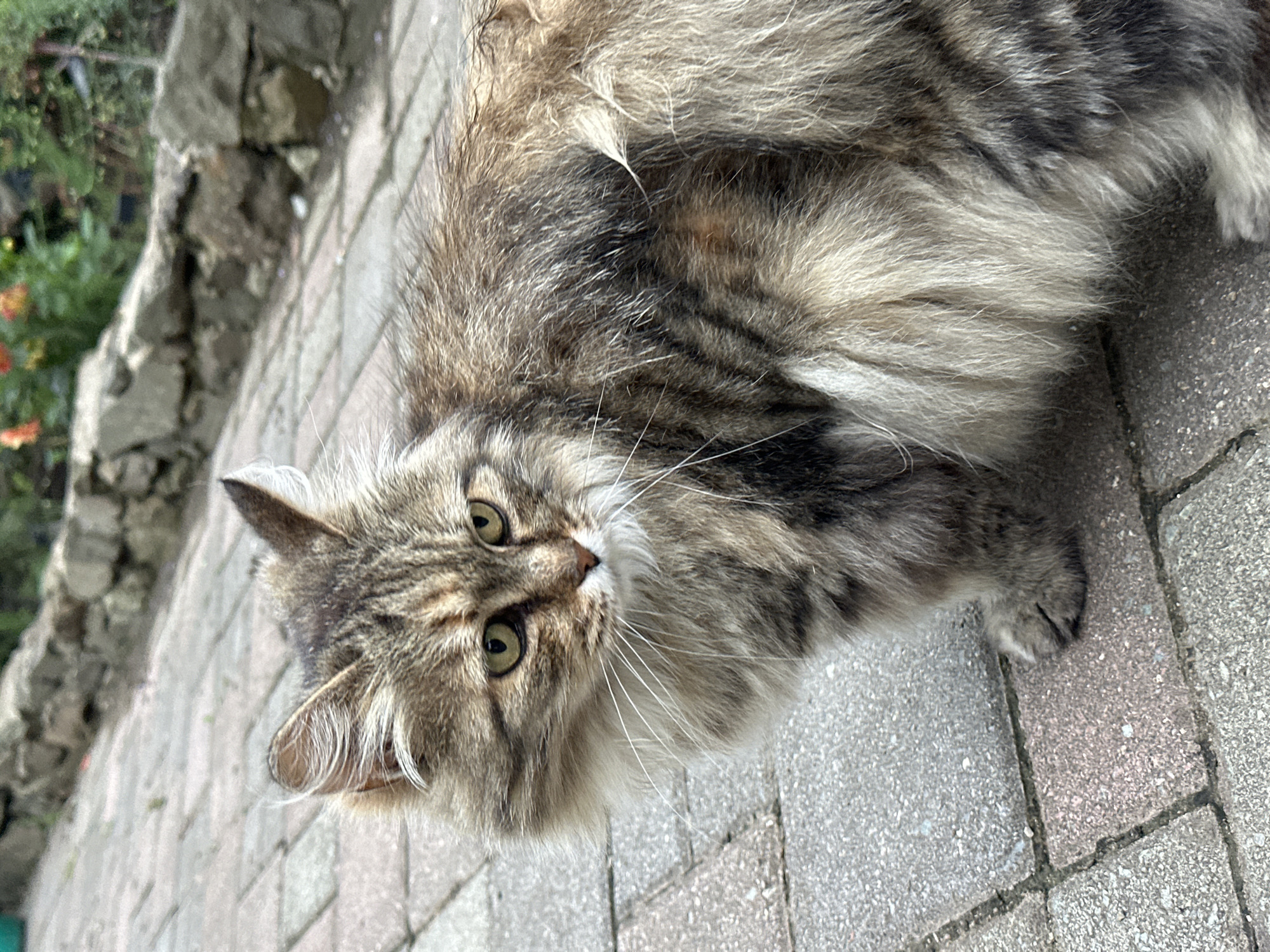A medium shot captures a long-haired, tabby cat with green eyes sitting on a paved pathway. The cat has brown, black, and white fur, with prominent stripes. Its fur is slightly messy, with some strands sticking out. The cat's ears are pointed, and its whiskers are long and white. The pathway is made of grey rectangular paving stones. In the background, a low stone wall runs horizontally, and beyond that, out-of-focus greenery and flowers can be seen. The lighting suggests it is daytime. The image is taken at an angle, with the cat facing towards the viewer's left. There is no information to suggest this location is in the city of Bolshoy Kamen, Russia.