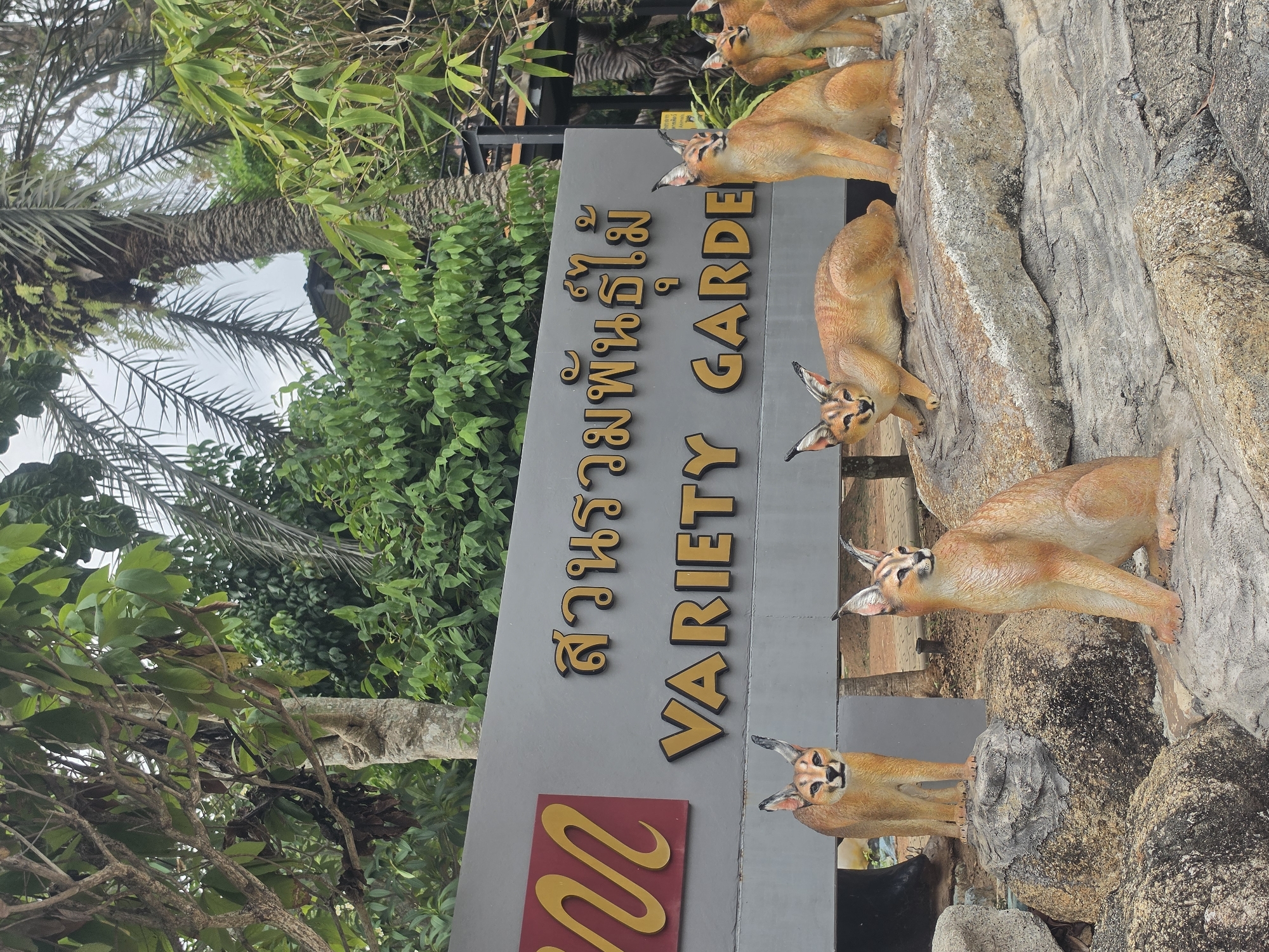 This outdoor image, taken in Na Chom Thian, Thailand, features a large sign and multiple statues of caracals. No people are visible. The central element is a tall, rectangular grey sign with golden, raised lettering. The top line displays Thai script, "สวนรวมพันธุ์ไม้," which translates to "Variety of Plant Species Garden" or "Collection of Plants Garden." Below it, in English, are the words "VARIETY GARDEN." A red rectangular plaque with a gold 'M' shaped logo is affixed to the lower left of the sign.
Positioned to the right of the sign and extending into the foreground are several realistic statues of caracals. These medium-sized wild cats are depicted with sandy-brown fur and their characteristic long, black-tufted ears. The statues are posed as if navigating or resting on artificial rock formations, suggesting a dynamic and natural environment.
The background is filled with lush green vegetation, including the prominent fronds of palm trees and various other leafy plants, indicative of a tropical or subtropical climate. The natural light suggests it is daytime, possibly under cloudy skies or in a shaded area, as there are no strong shadows. The scene appears to be an entrance or a decorative feature for the "Variety Garden" mentioned on the sign.