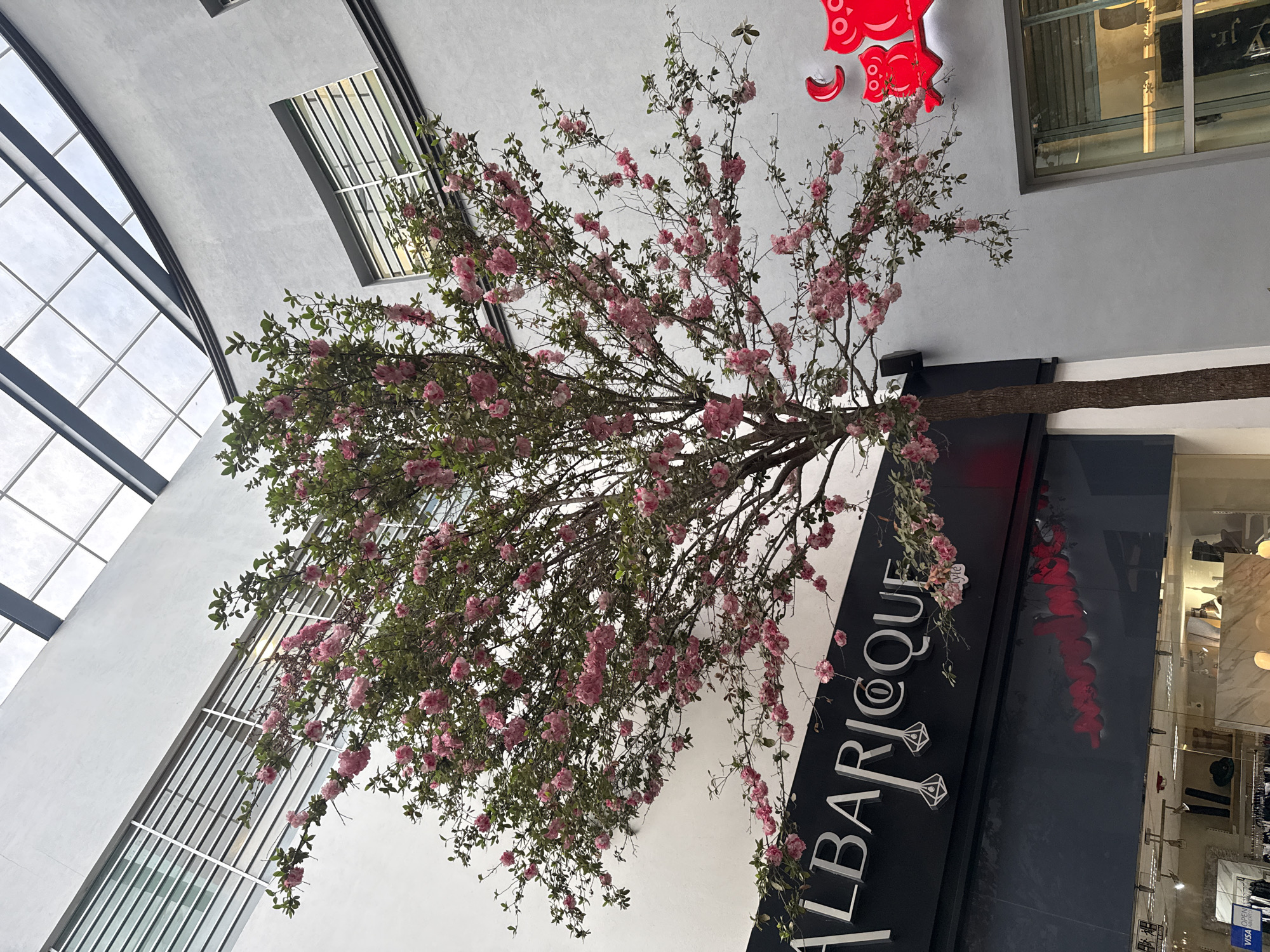 An upward-angled photograph captures an indoor scene featuring a tree with pink blossoms in what appears to be a shopping center or mall. The tree's trunk and branches extend towards the upper-right of the frame, and the blossoms are in full bloom, covering much of the tree.
The backdrop includes architectural elements: a white ceiling with a skylight composed of grid-like window panes is on the left. A window is on the top center. To the right, there's a black sign that reads "ALBARIQUE". Adjacent to the sign, a store is visible behind a glass facade displaying merchandise and lighting. A red graphic is seen on the wall above the sign.
Given the "ALBARIQUE" brand and the architectural style, the location could potentially be in a shopping center in Puebla, Mexico, although this cannot be definitively confirmed from the image alone. No people are visible in the shot.