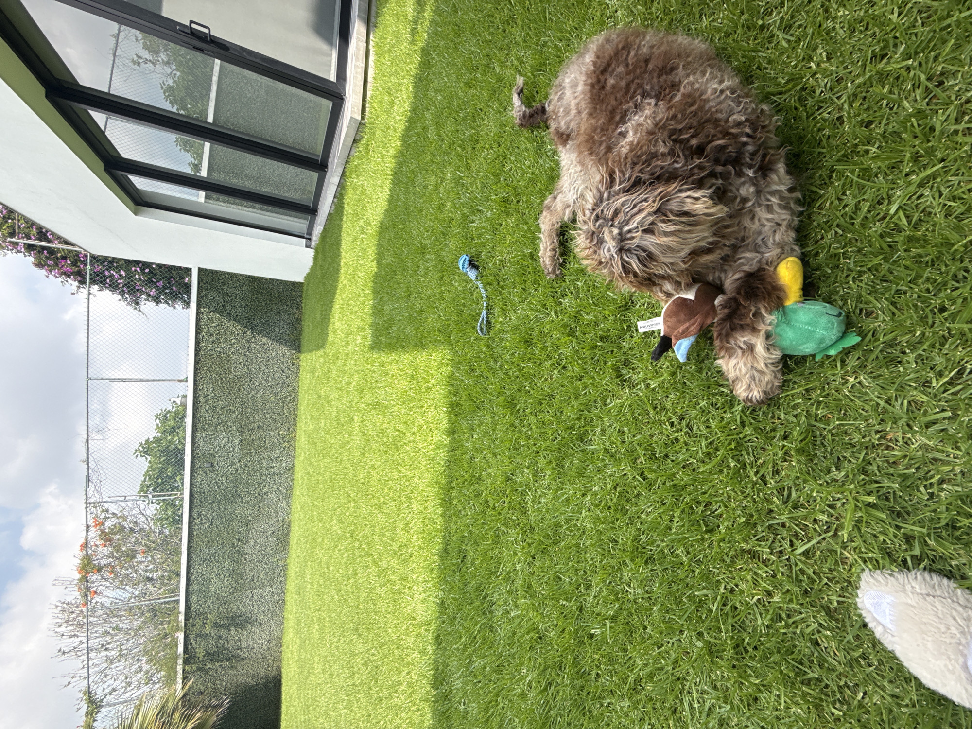 A brown Lagotto Romagnolo dog lies on green grass outdoors in San Bernardino Tlaxcalancingo, Mexico. The dog chews on a stuffed animal toy with green and yellow details. A blue dog toy rests on the grass nearby. A building with a glass door stands on the left, adjacent to a green hedge and wire fence. Trees and sky are visible above the fence. A white toy ear is visible in the bottom right corner.