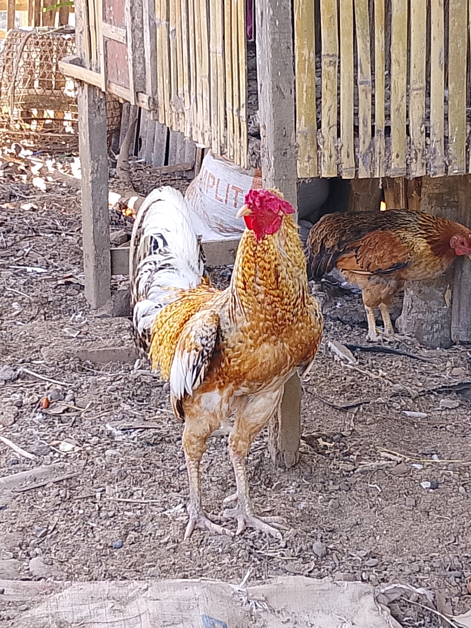 Memory