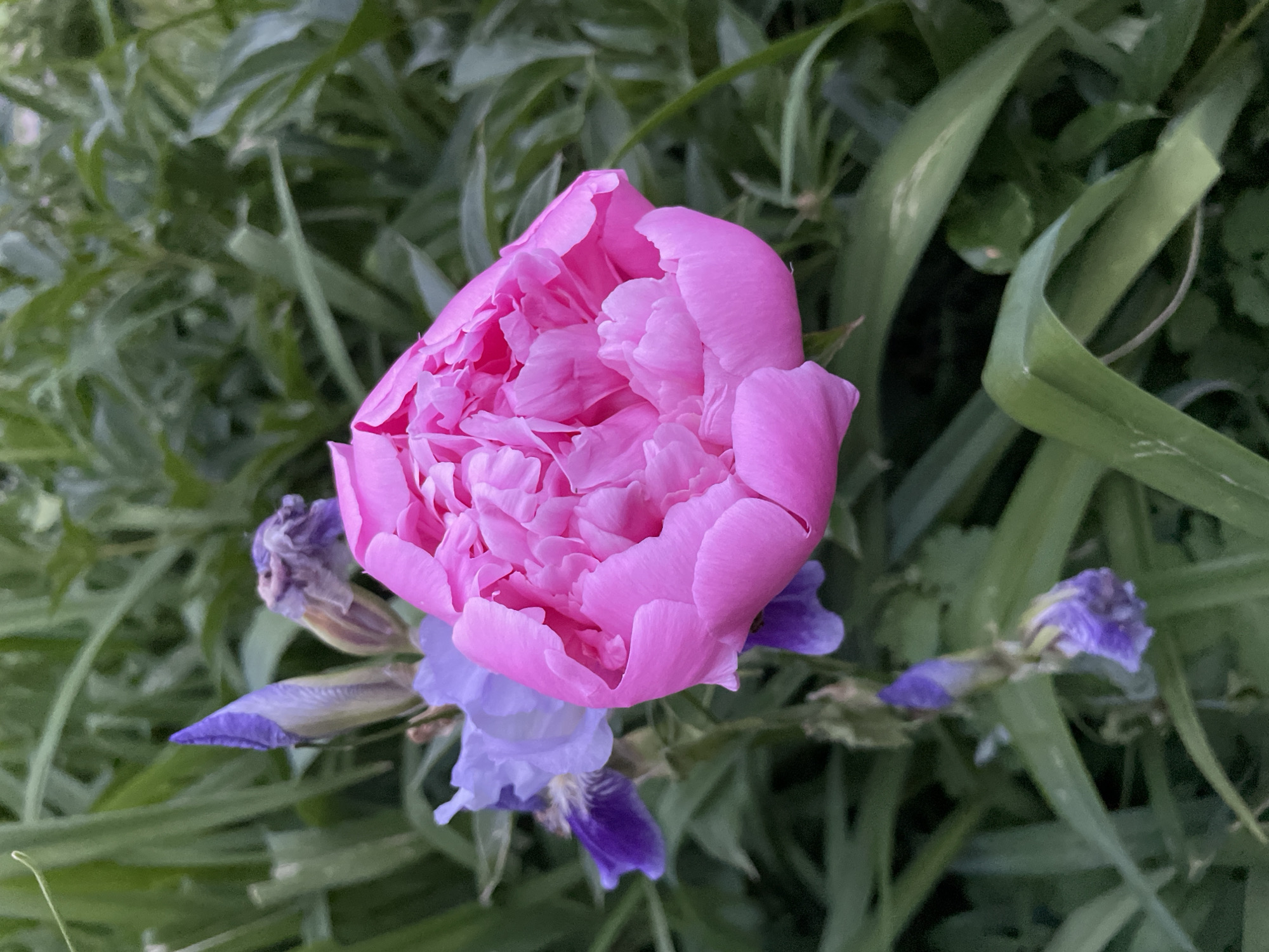 The image displays a vibrant, partially opened pink peony flower positioned prominently in the center-left. The peony features numerous, densely packed petals in a rich fuchsia-pink hue, giving it a voluminous and soft appearance. Below and slightly to the left of the peony, several purple and blue iris flowers and buds are visible. Some of the irises appear to be fading or past their prime, while others are tightly closed buds, showcasing deep indigo-purple tones.
The background consists of a dense arrangement of lush green foliage, composed of both broader leaves, likely from the peony, and long, sword-like leaves characteristic of irises. This greenery is slightly out of focus, creating a soft, natural backdrop that accentuates the colorful blooms. The lighting is soft and diffused, suggesting a daytime scene in a garden. The overall atmosphere conveys natural beauty and tranquility, depicting flowers in their natural blooming cycle. This scene is set in a garden located in Izhevsk, Russia. There is no visible text in the image.