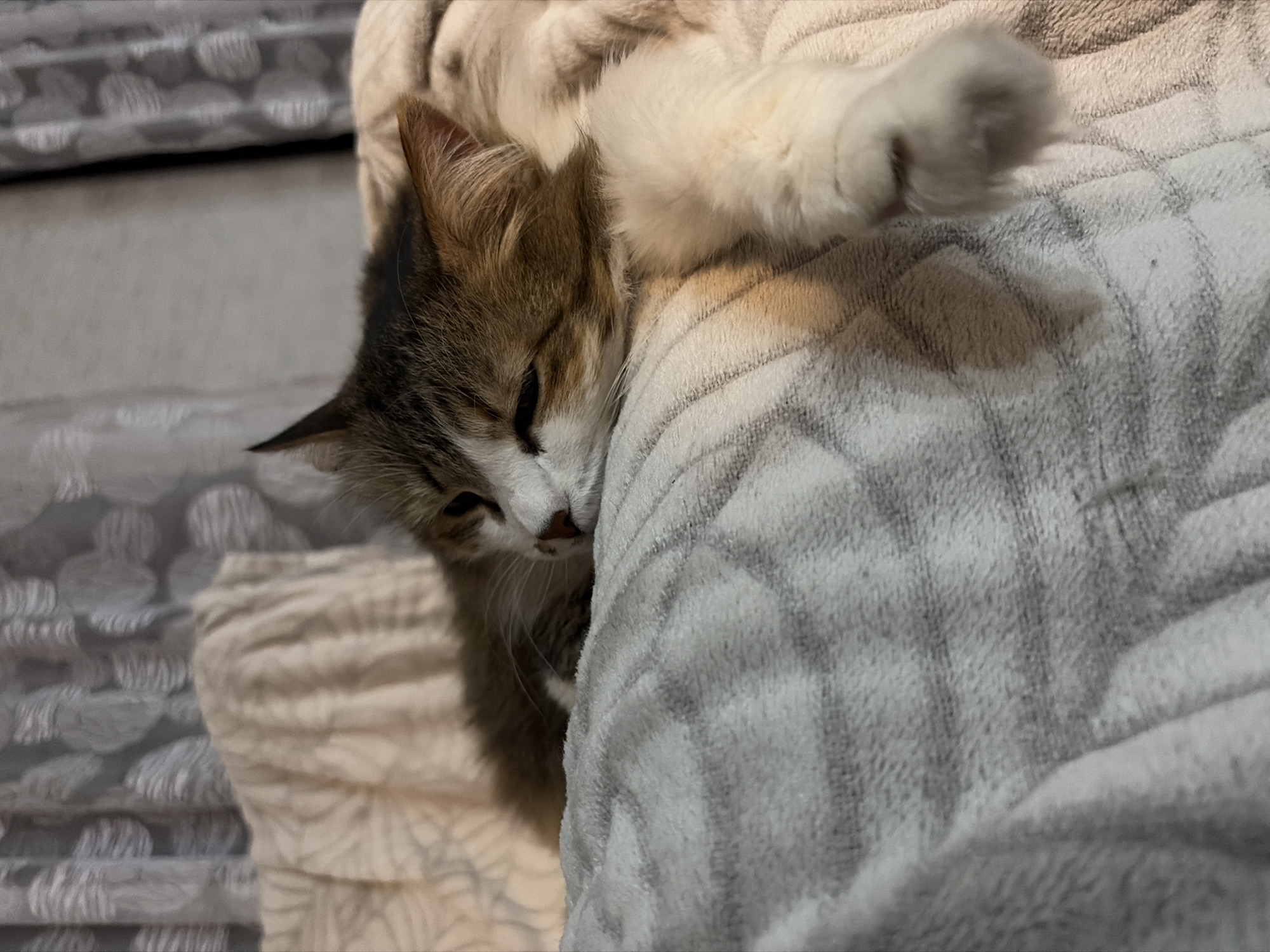 A kitten with brown and white fur is nestled on a gray and white patterned blanket. The kitten's eyes are partially closed. The location is unspecified in the prompt.