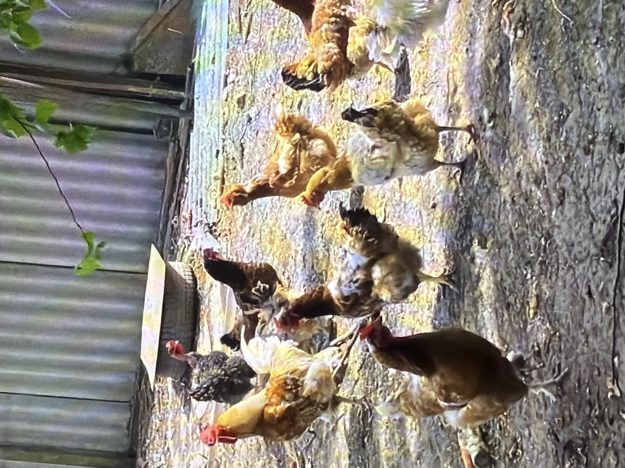 The image depicts a flock of chickens in an outdoor enclosure. The chickens, varying in shades of brown, white, and black, are standing on dirt and gravel. In the background, a corrugated metal fence runs horizontally across the frame, with some foliage hanging from above. A weathered, rectangular structure, possibly a feeder or waterer, is situated in the middle ground. The lighting suggests it is daytime, with sunlight casting shadows. The scene appears to be a rural or semi-rural setting, likely a farmyard or backyard. The image does not contain any elements that specifically indicate a location in Bukuru, Nigeria, or any other identifiable city.