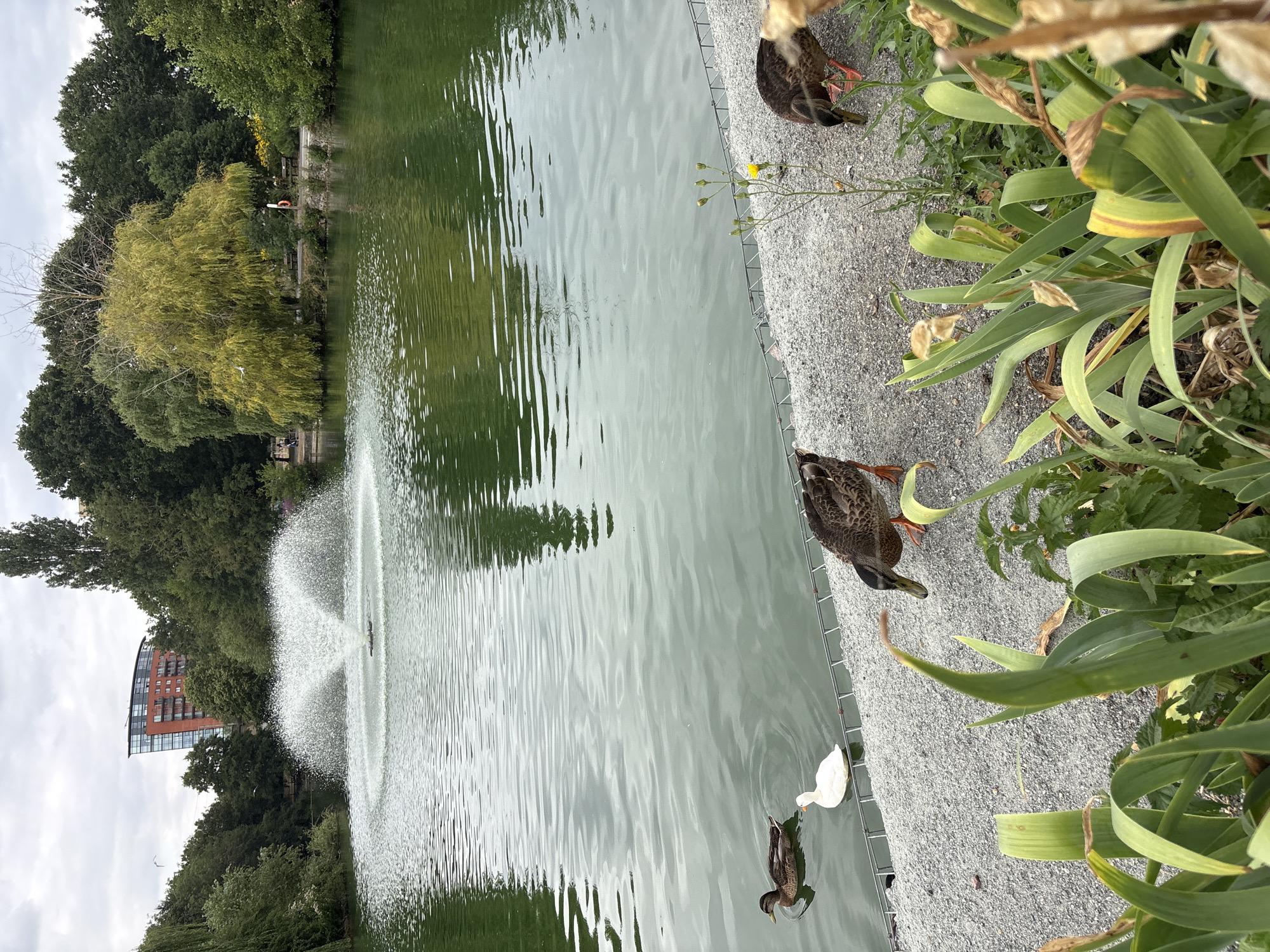 The image depicts a serene park scene with a body of water. In the foreground, there is a gravel pathway bordering the water, with several ducks present. Two mallard ducks are visible on the pathway, one of which is foraging, and another is walking away from the viewer. In the water, closer to the pathway, a white duck is swimming, and a mallard duck is also swimming. Further out in the water, a large fountain is spraying water into the air. The background features a dense line of trees, with a tall, modern, brick building visible above the trees on the left side of the frame. The sky is overcast and grey. The overall impression is that of a peaceful urban park on a cloudy day. This scene is likely located in Chelmsford, United Kingdom, a city known for its parks and green spaces.